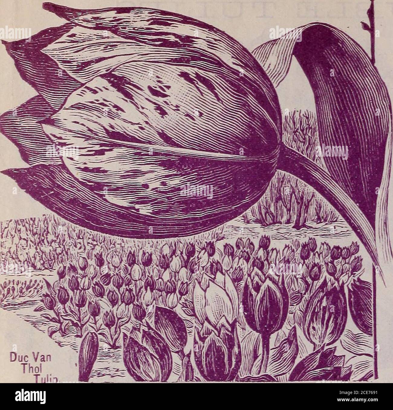 . Childs Herbst Katalog von Glühbirnen . Färbung. Cur-rant-Red. Gebändern, gestreift, gefleckt und Feder mit reinem Weiß.Murillo – große, anmutige Blüten von Fleisch-weiß, umrandet und getrübt Rose.Ma Cousine- von bemerkenswerten Färbung. Carmineolet. Umrandet rosa und geflammt golden vellowund ziegelrot.Doppelkrone - große und doppelte Blume. Dunkelkardinalrot mit schwarzen Schattierungen. Eines der besten. Königin Victoria – blutrot. Verv. Doppelt. Rex Rubrorum – große Doppelblume aus Deepestscarlet. Sehr doppelt und perfekt. Rose Blanche – großes, eingekerbtes Weiß; die meisten Formen pro-fect. Rose La reine – feines rosig scharlachrot. Eine schöne Farbe.S Stockfoto