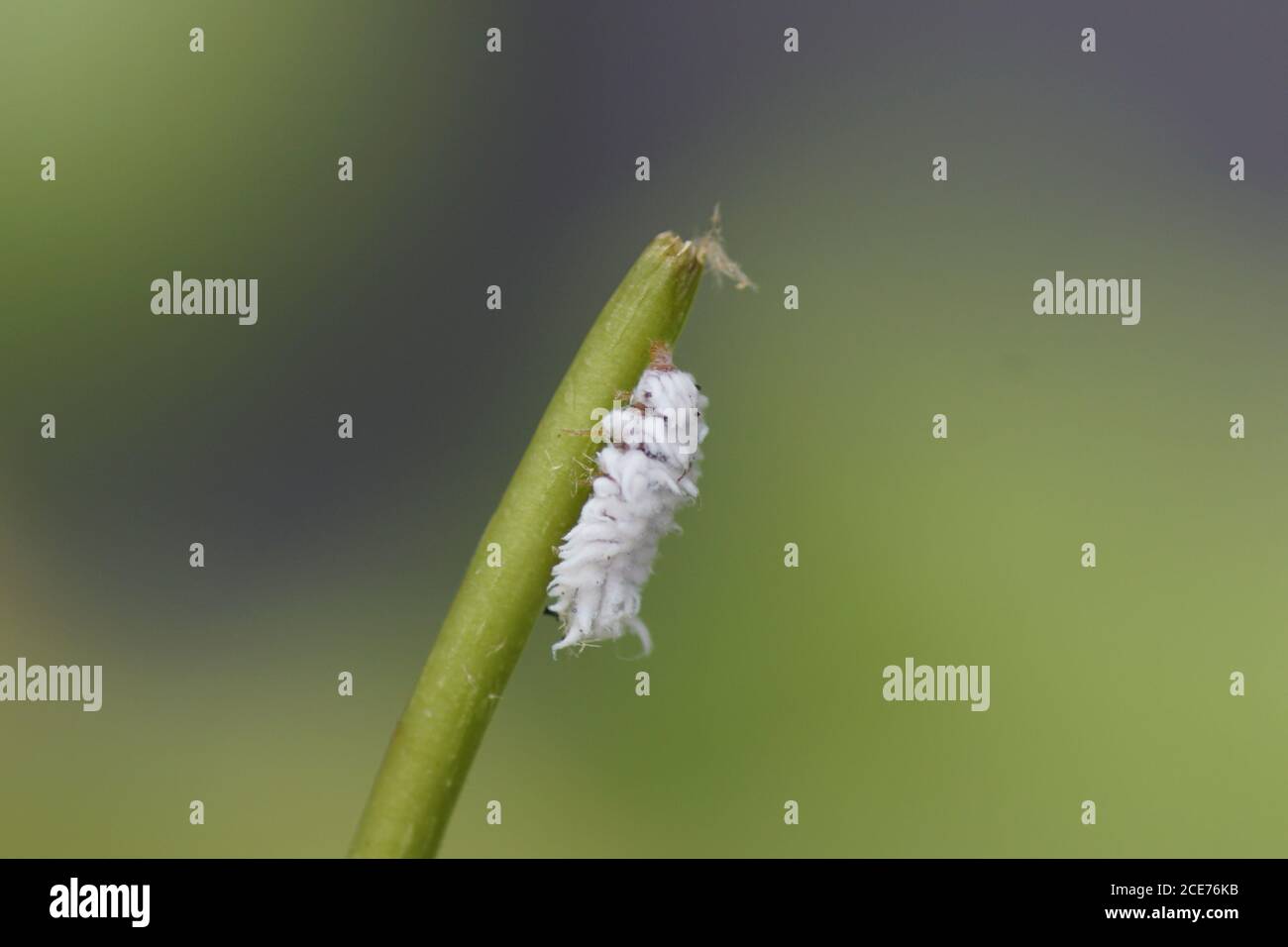 Larve eines Spargelkäfer (Crioceris) der Familie Blattkäfer Chrysomelidae auf Spargel. Bergen, Niederlande, Juni Stockfoto