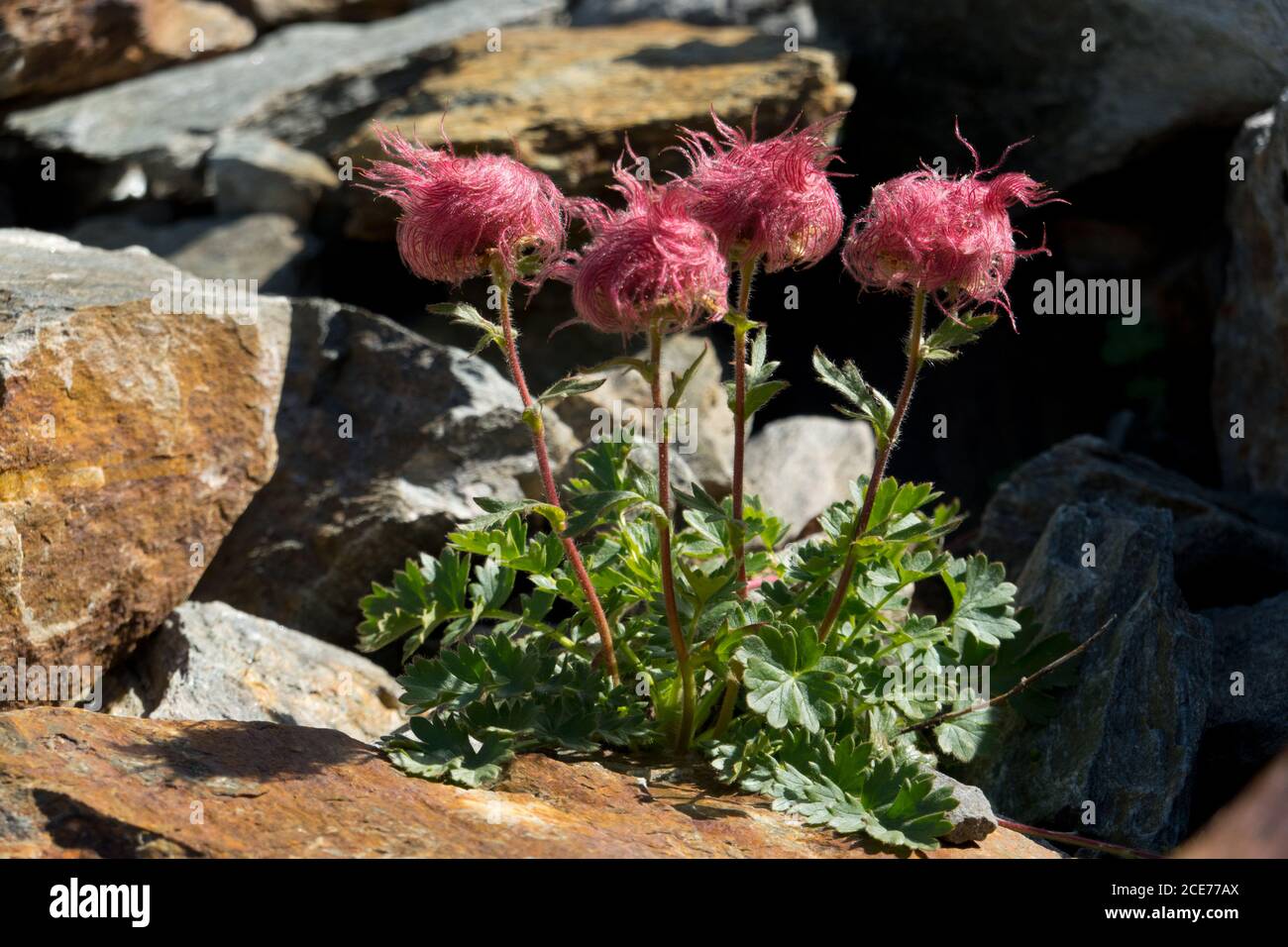Fuzzy rosa Keimköpfe von kriechenden Avens, Geum reptans Stockfoto