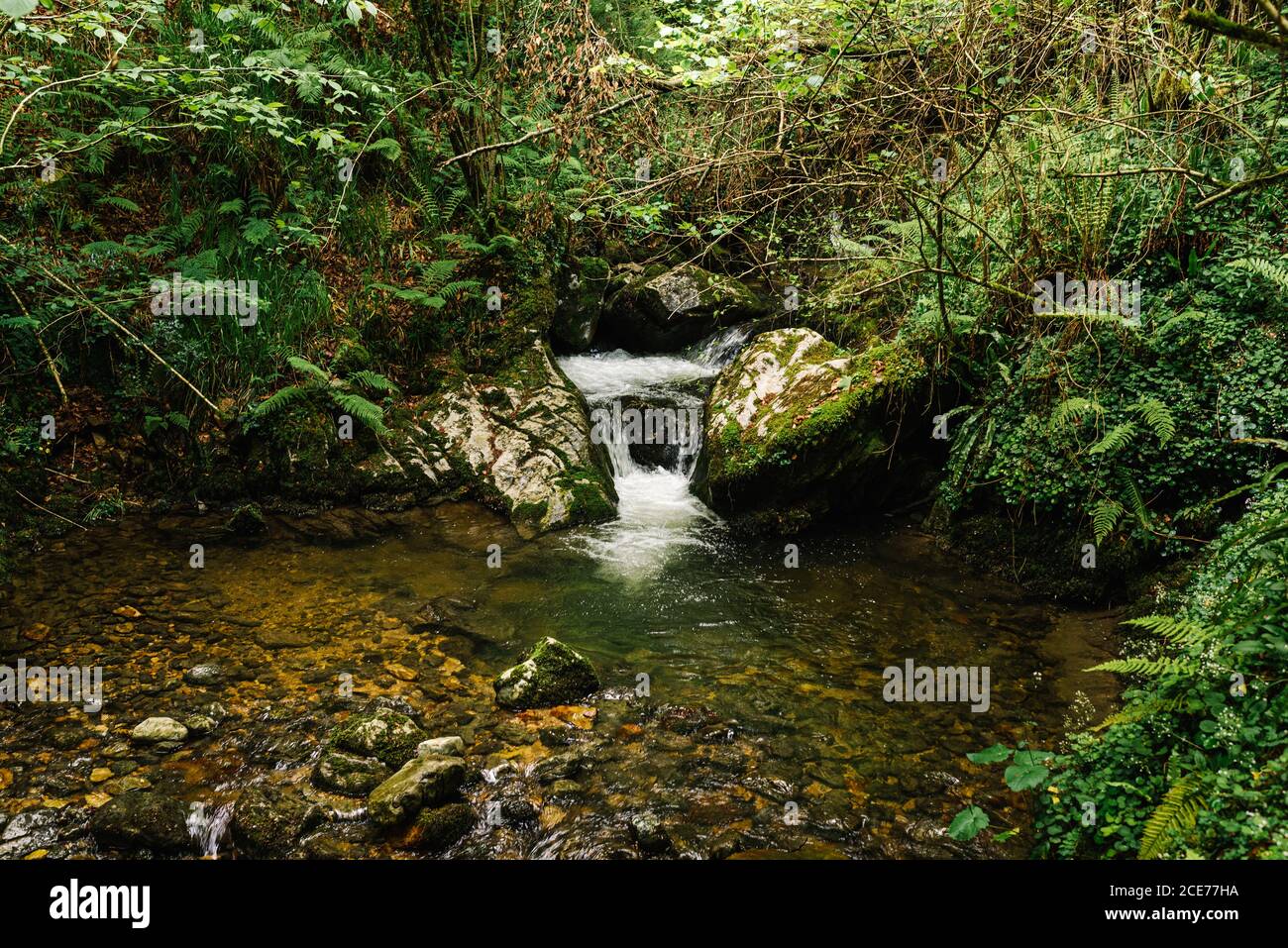 Malerische Landschaft des Flusses mit sauberem Wasser umgeben von Moos Steine und befindet sich in Wäldern in Asturien Stockfoto