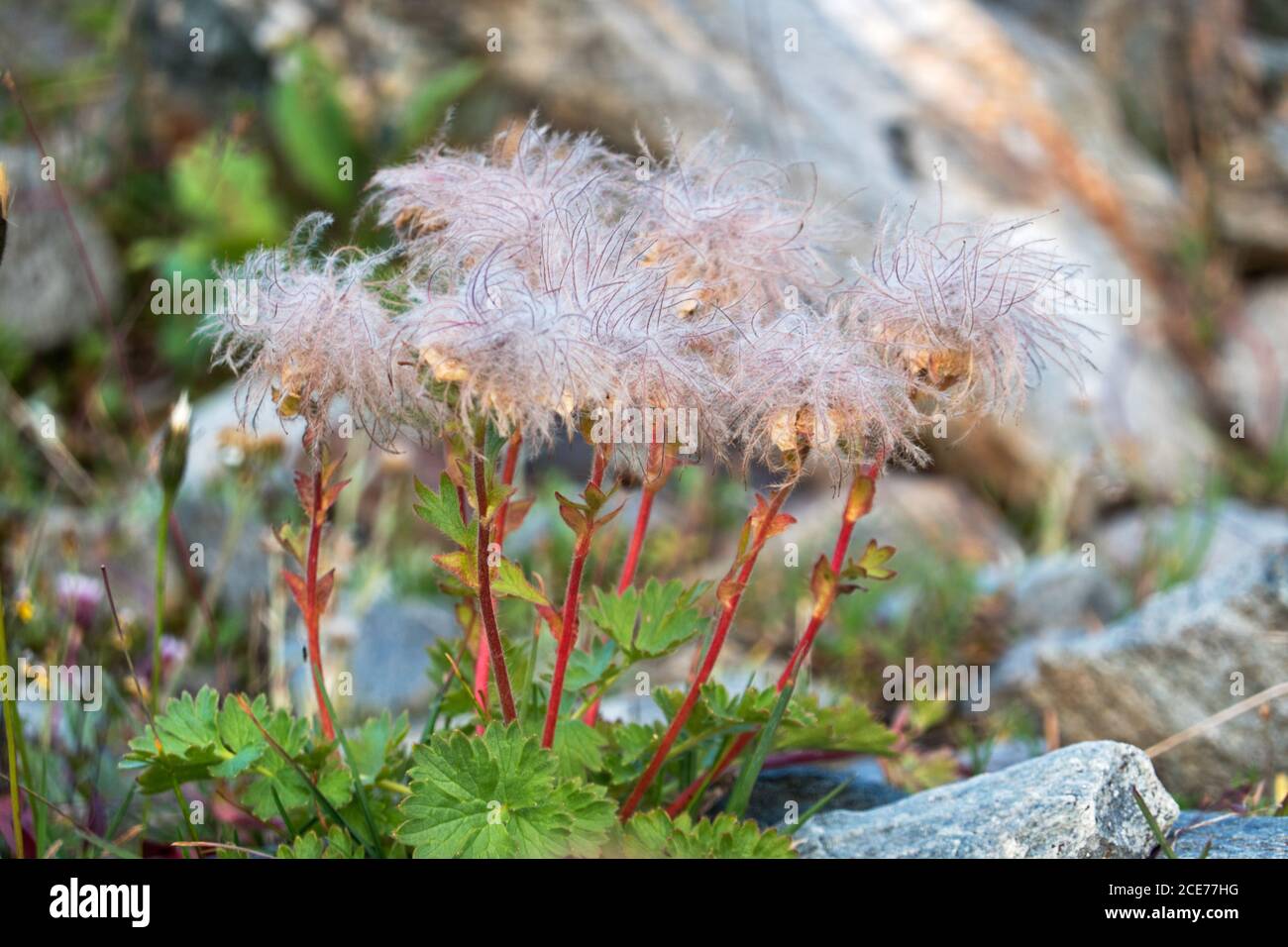 Fuzzy rosa Keimköpfe von kriechenden Avens, Geum reptans Stockfoto