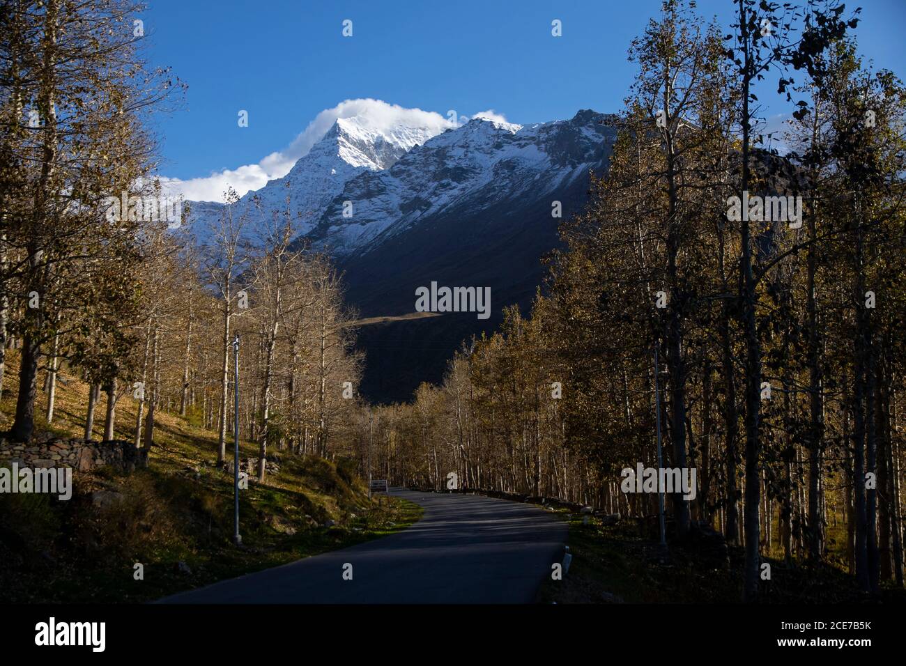Eine Straße durch den Wald im Spiti Valley im Herbst mit Schneespitzen im Hintergrund, klaren blauen Himmel, Licht und Schatten. Stockfoto