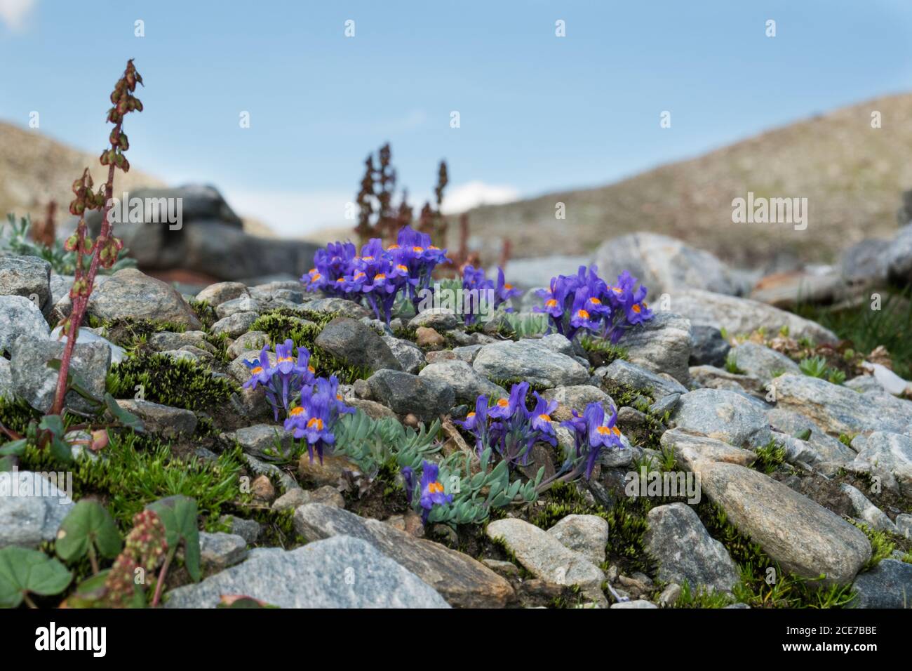 Alpine Toadlax, Linaria alpina, lila Blüten mit orangen Lappen in der Mitte, wächst in einer alpinen Landschaft. Auf der linken Seite Alpenstrauch Stockfoto