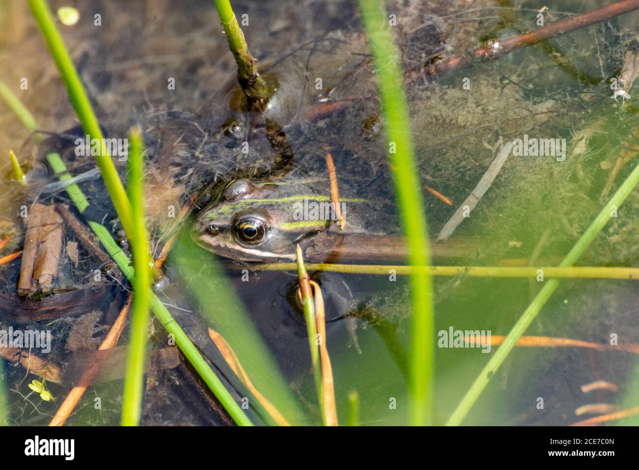 Schwimmfrosch (Pelophylax lessonae, früher Rana lessonae) in einem Teich bei Bramshill Plantation, UK Stockfoto