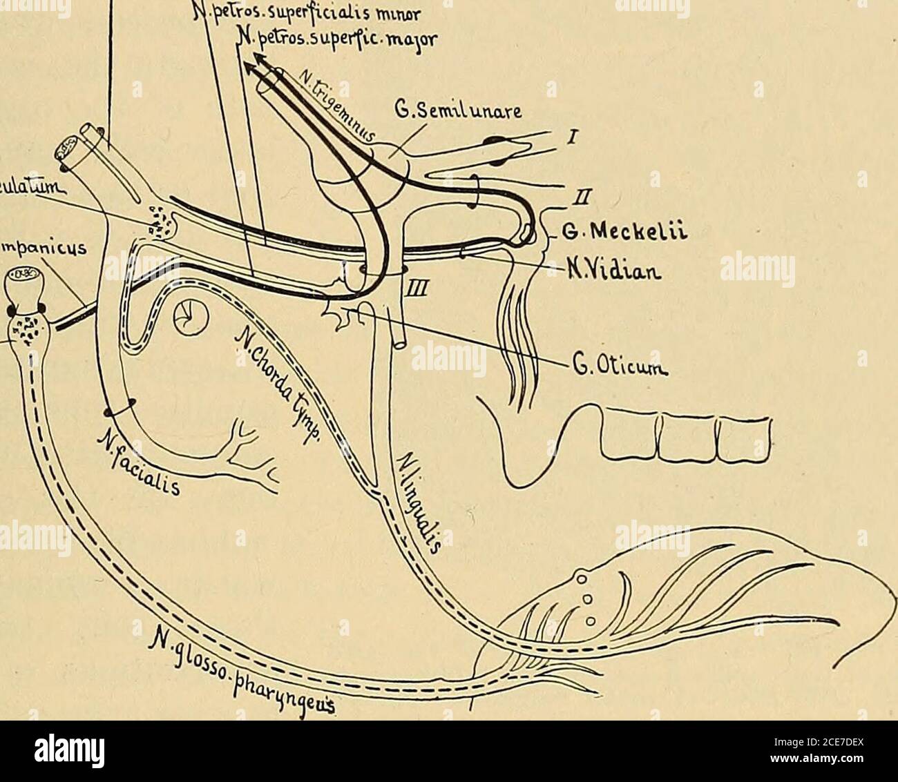 . Ein Textbuch der Physiologie : für Medizinstudenten und Ärzte . der großen superficialpetrosal und vidian Nerven und der sphenopalatine Ganglion, während diejenigen, die in der glossopharyngeal enthalten sind erreichen 294 EMPFINDUNGEN VON GESCHMACK UND GERUCH. 295 derselbe Ganglion durch den Nervus der Tympanik, den kleinen überficial petrosal und den otischen Ganglion. Ein Bericht von sprudelnd*über die Ergebnisse der Beseitigung des Gasserian Ganglion in thirteencases wirft viel Zweifel über diese Ansichten. Dieser Autor hat den Geschmackssinn nicht nur unmittelbar nach der Operation, sondern auch über einen langen Zeitraum untersucht Stockfoto