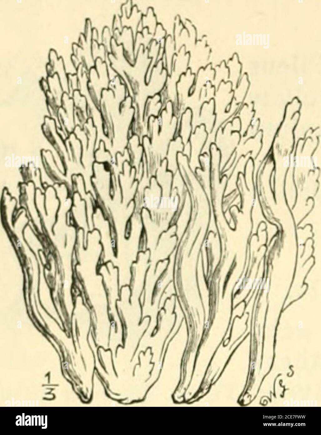 . Guide to Sowerby's Modelle der britischen Pilze in der Abteilung für Botanik, British Museum (Natural History) . Ein Drittel der natürlichen verschwindet mit Feuchtigkeit. Größe) Häufig auf Stumps und alten Zweigen; es bildet manchmal eine große Masse. AUFTRAG V. – CLAVARIE.E. Die Clavariece sind meist vertikal, keulig, einfach oder verzweigt, fleischig, nie ledrig. GATTUNG XXII. – CLAVARIA L. die Arten sind meist klein, senkrecht, keulartig, einfach verzweigt, meist terrestrisch und meist weiß oder gelb. Es gibt fünfundvierzig britische Arten, von denen zehn durch Modelle dargestellt werden. Es wird gesagt, dass alle großen speci Stockfoto