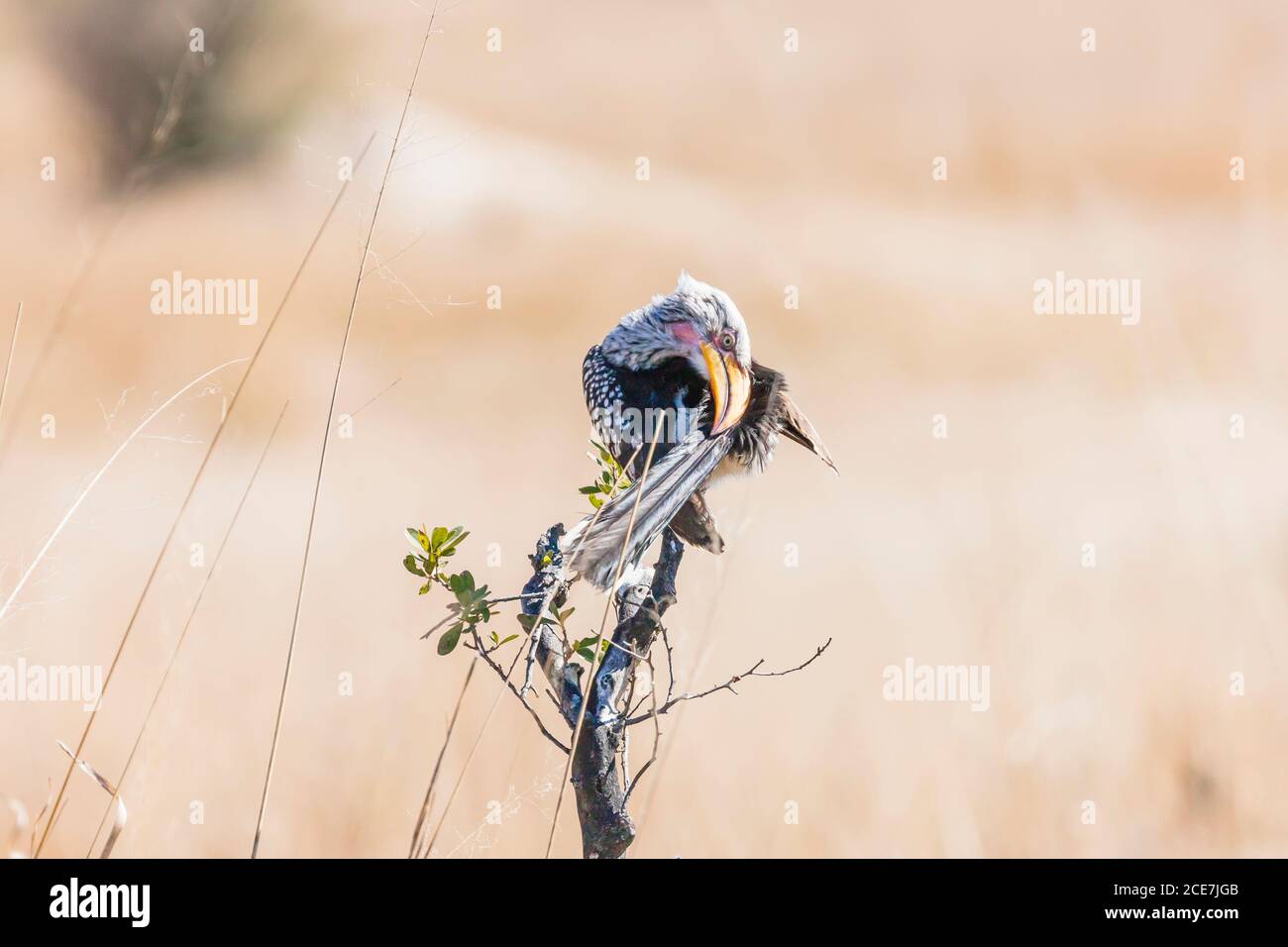 Vogel, der auf einem Baum steht, südlicher Gelbschnabelhornvogel, Tockus leucomelas, Hwange-Nationalpark, Matabeleland Nord, Simbabwe, Afrika Stockfoto
