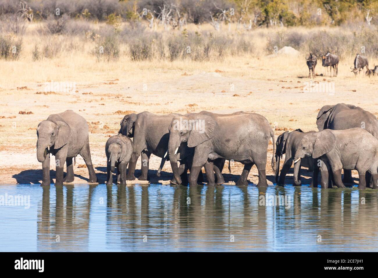 Elefantenherde trinkt am Wasserloch, Hwange Nationalpark, Matabeleland Nord, Simbabwe, Afrika Stockfoto