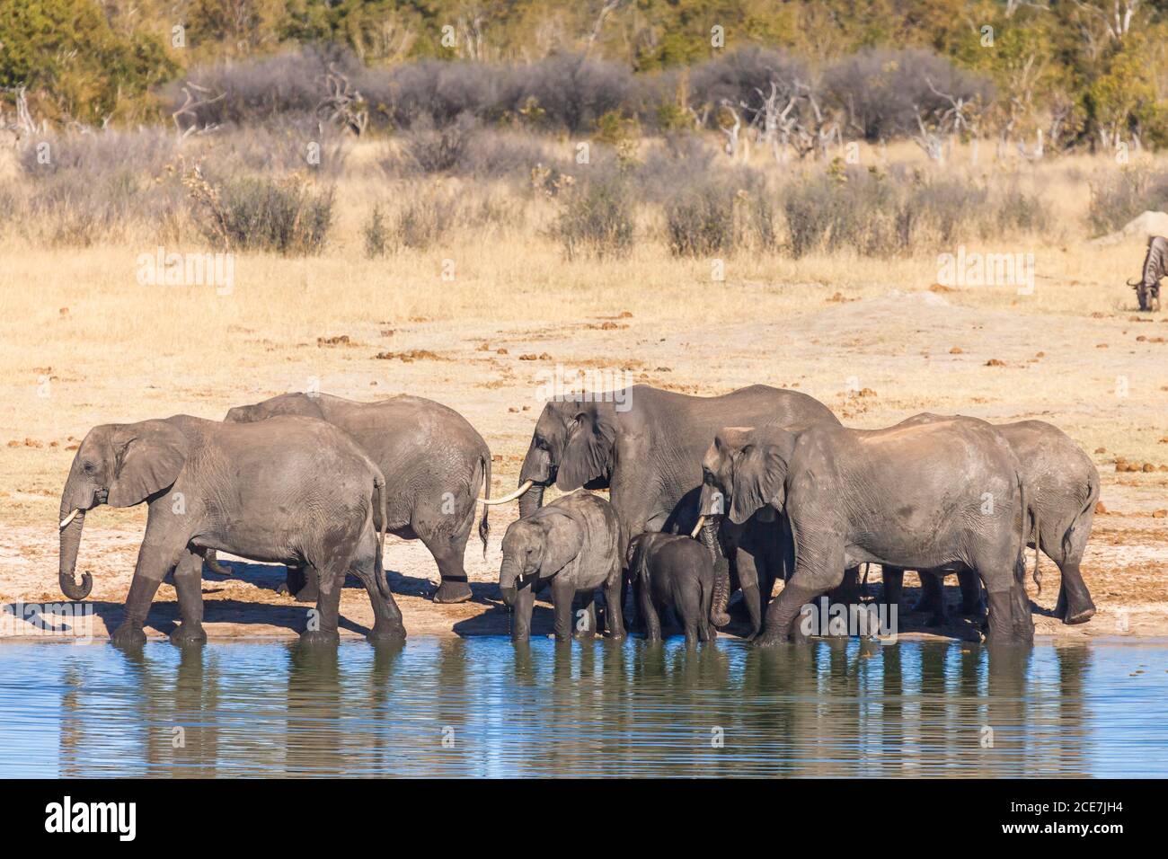 Elefantenherde trinkt am Wasserloch, Hwange Nationalpark, Matabeleland Nord, Simbabwe, Afrika Stockfoto