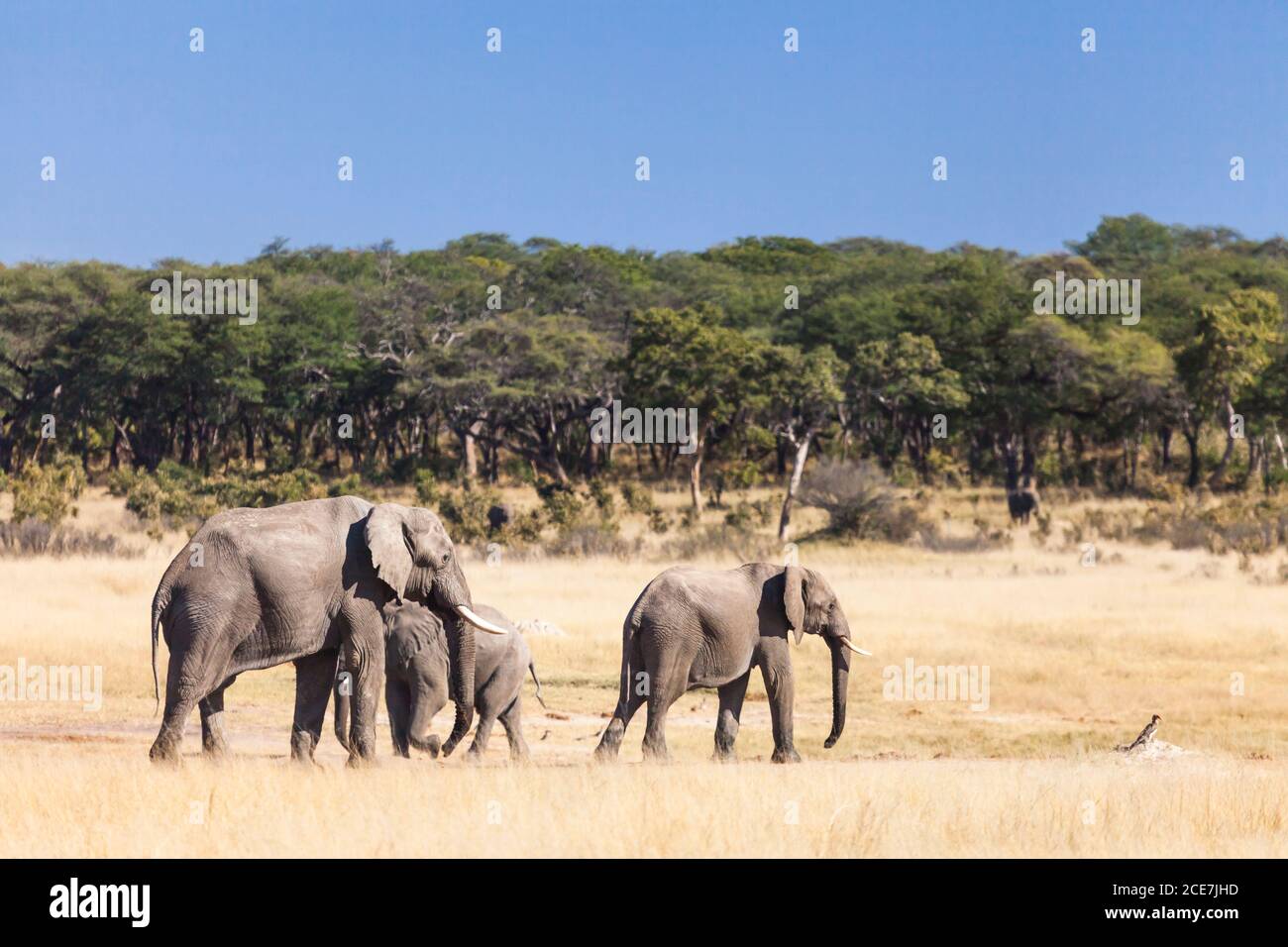 Elefanten wandern in Savanne, Hwange Nationalpark, Matabeleland Nord, Simbabwe, Afrika Stockfoto