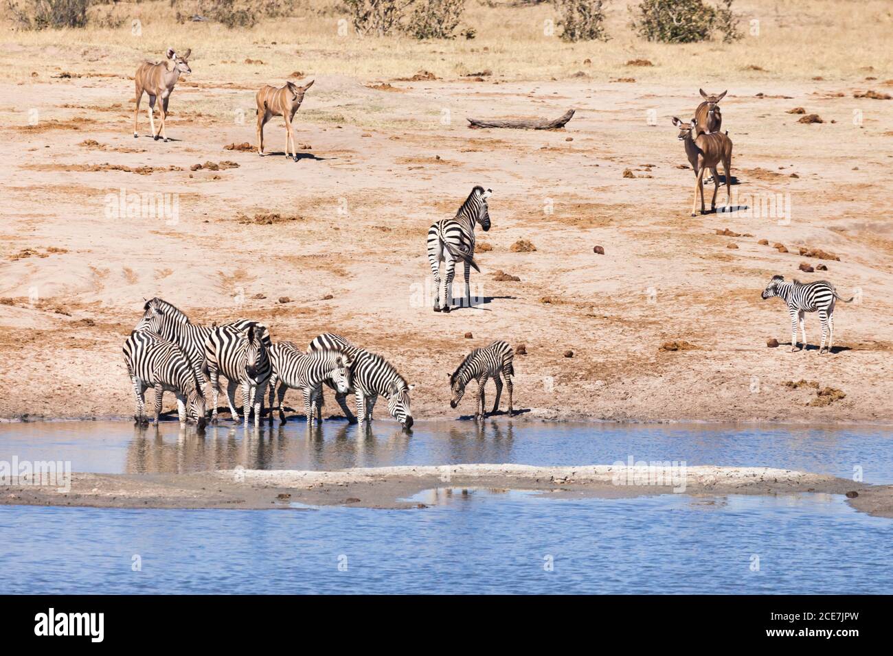 Zebraherde trinkt am Wasserloch in der Savanne, Hwange Nationalpark, Matabeleland Nord, Simbabwe, Afrika Stockfoto