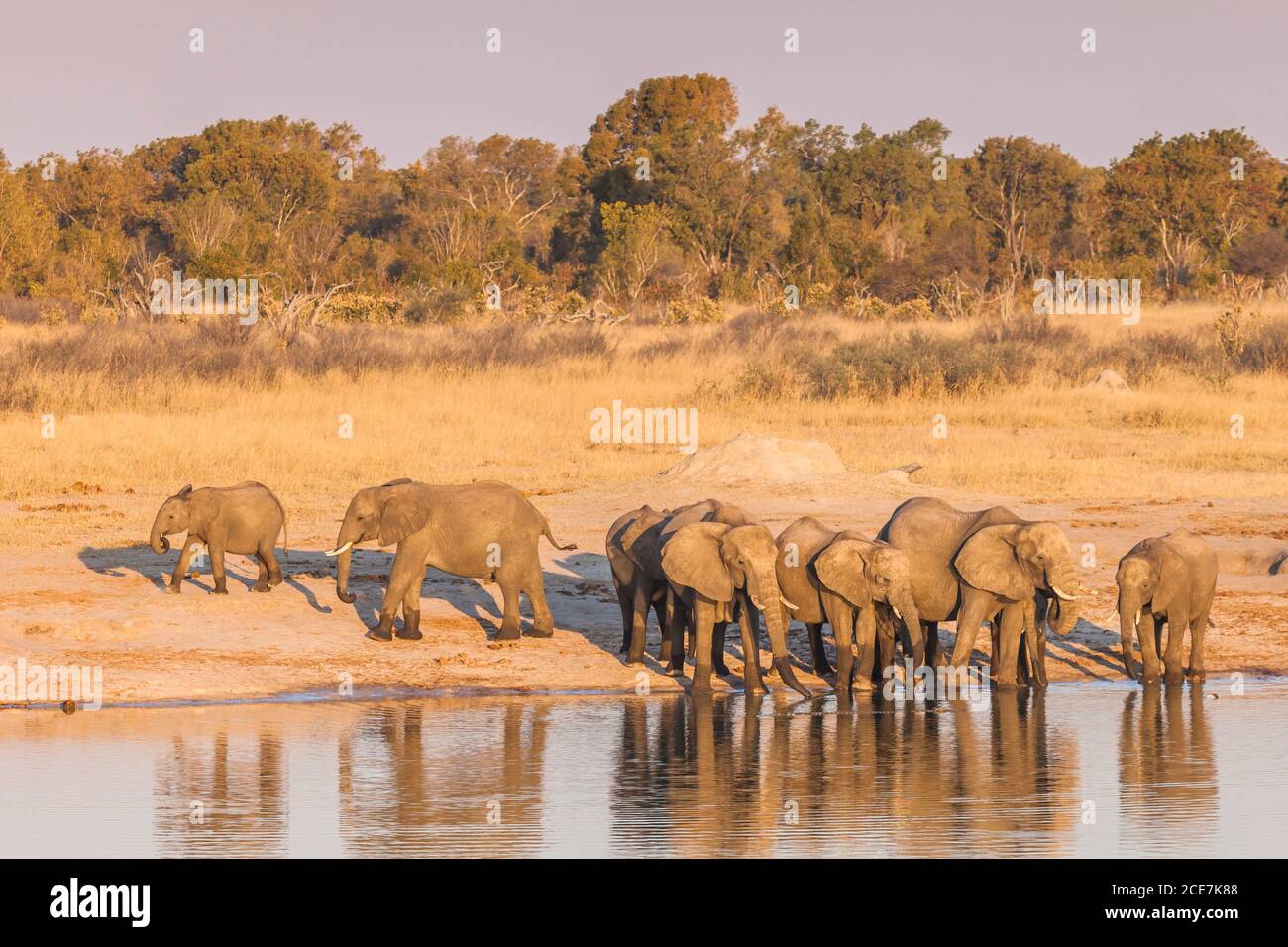 Elefantenherde trinkt am Wasserloch, am Abend Hwange-Nationalpark, Matabeleland Nord, Simbabwe, Afrika Stockfoto