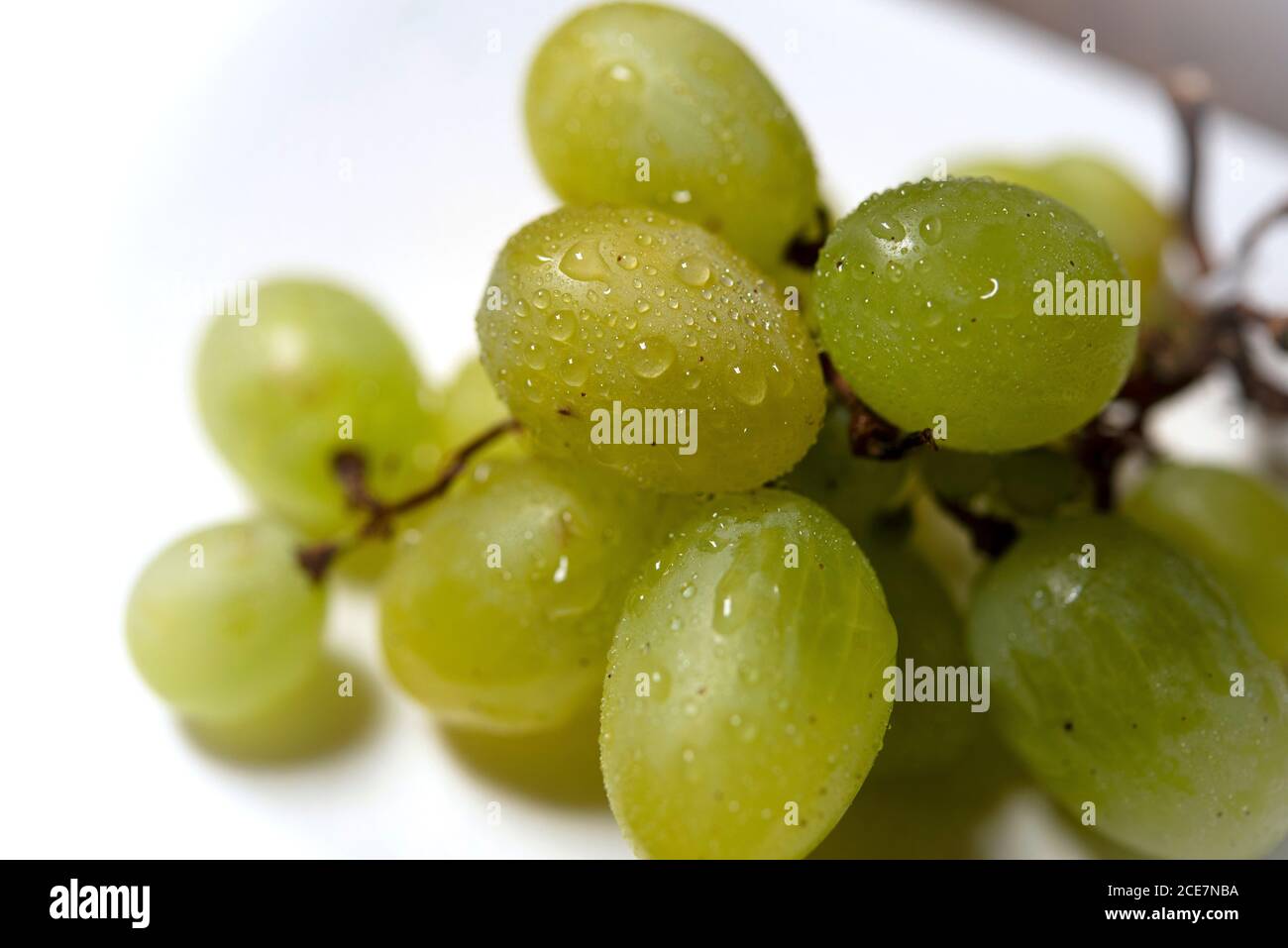 Frische grüne Trauben isoliert auf weißem Hintergrund. Reife Weißweintrauben mit Stiel Stockfoto