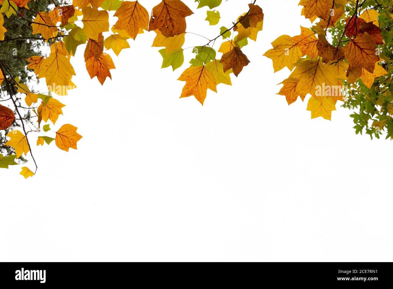 Bunte Herbstblätter auf Weiß mit Kopierraum. Baum und Äste im Herbst Hintergrund. Stockfoto