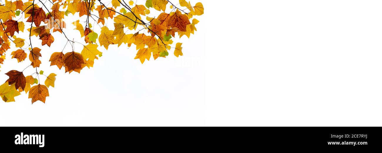 Bunte Herbstblätter auf weißem Panoramafenster mit Kopierraum. Webbanner Herbst Stockfoto