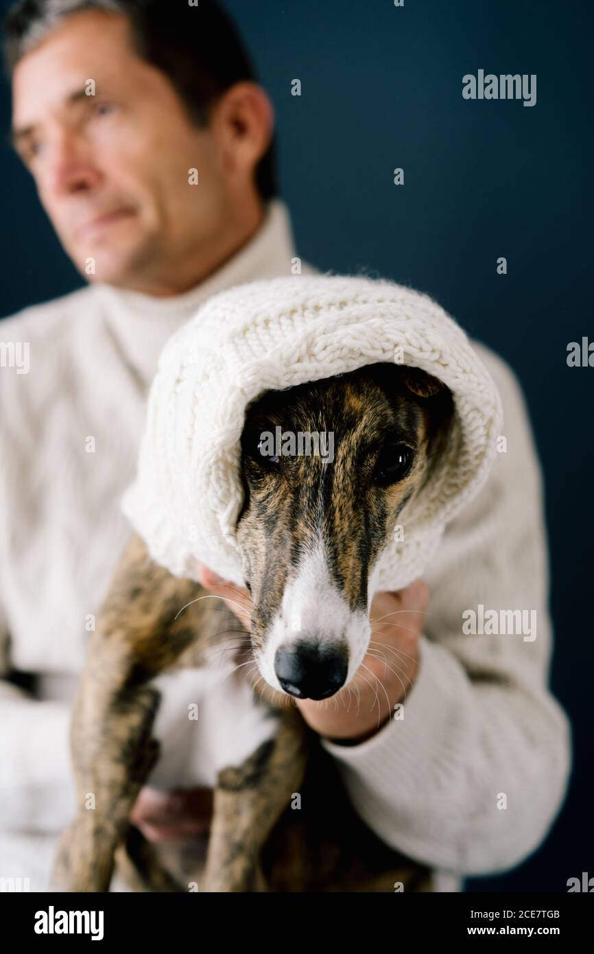 Verschwommener Erwachsener Mann im Pullover weg schauen und umarmen liebenswert Whippet Hund Blick auf Kamera in Decke, während sie gegen Grauer Hintergrund Stockfoto