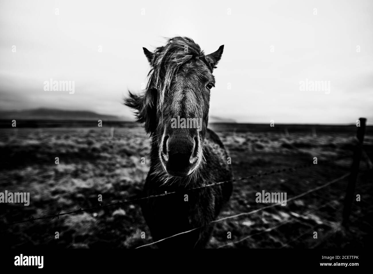 Schwarz und weiß von charmanten warmblütigen Hengst mit zerzaust Mähne, die in der Nähe des Zauns im Fahrerlager auf die Kamera schauen Mit Bergen hinter unter bewölktem Himmel in Island Stockfoto