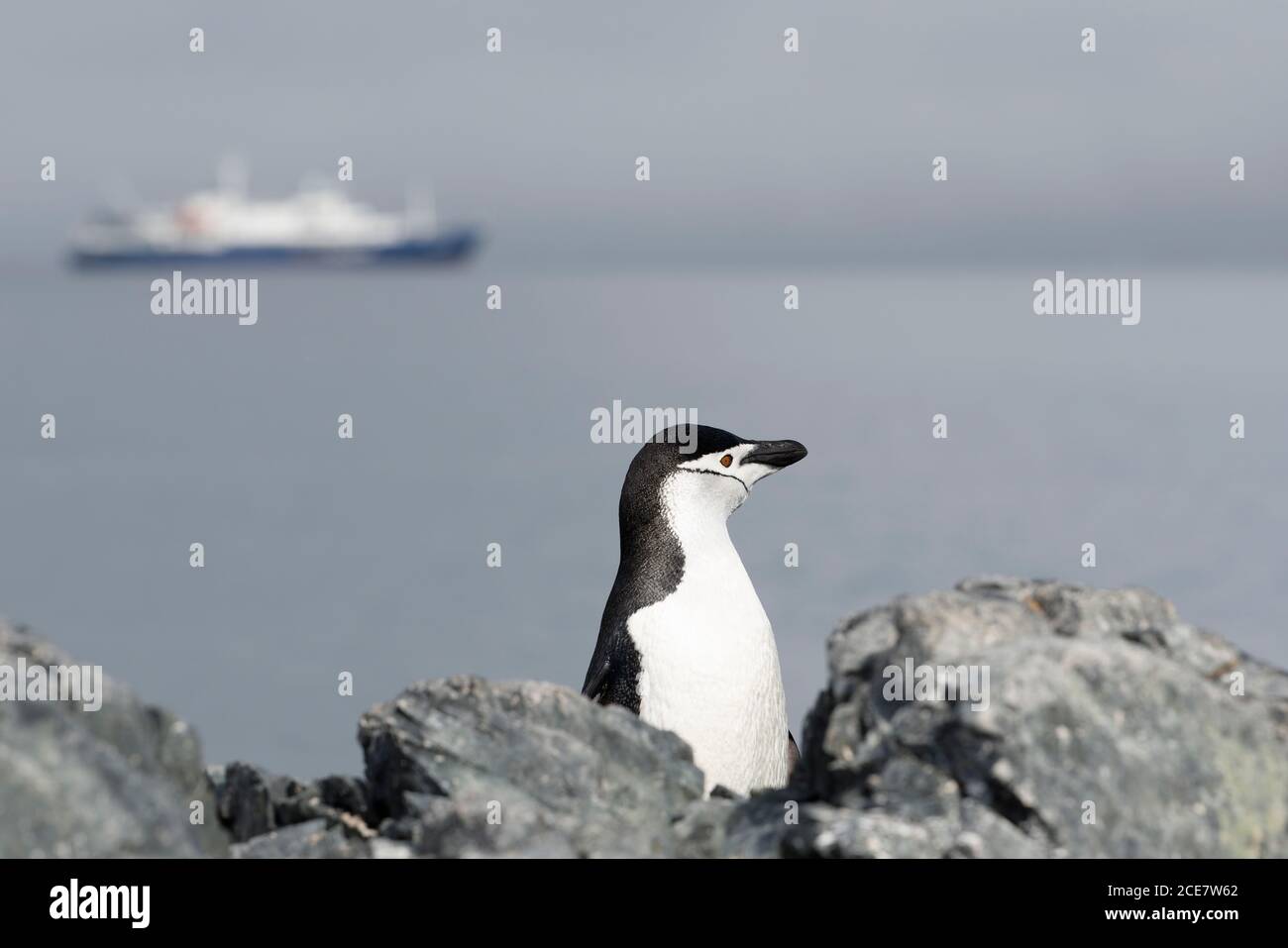 Chinstrap Pinguin (Pygoscelis antarctica) zwischen Felsen mit kleinem Kreuzfahrtschiff im Hintergrund, Antarktische Halbinsel, Antarktis Stockfoto