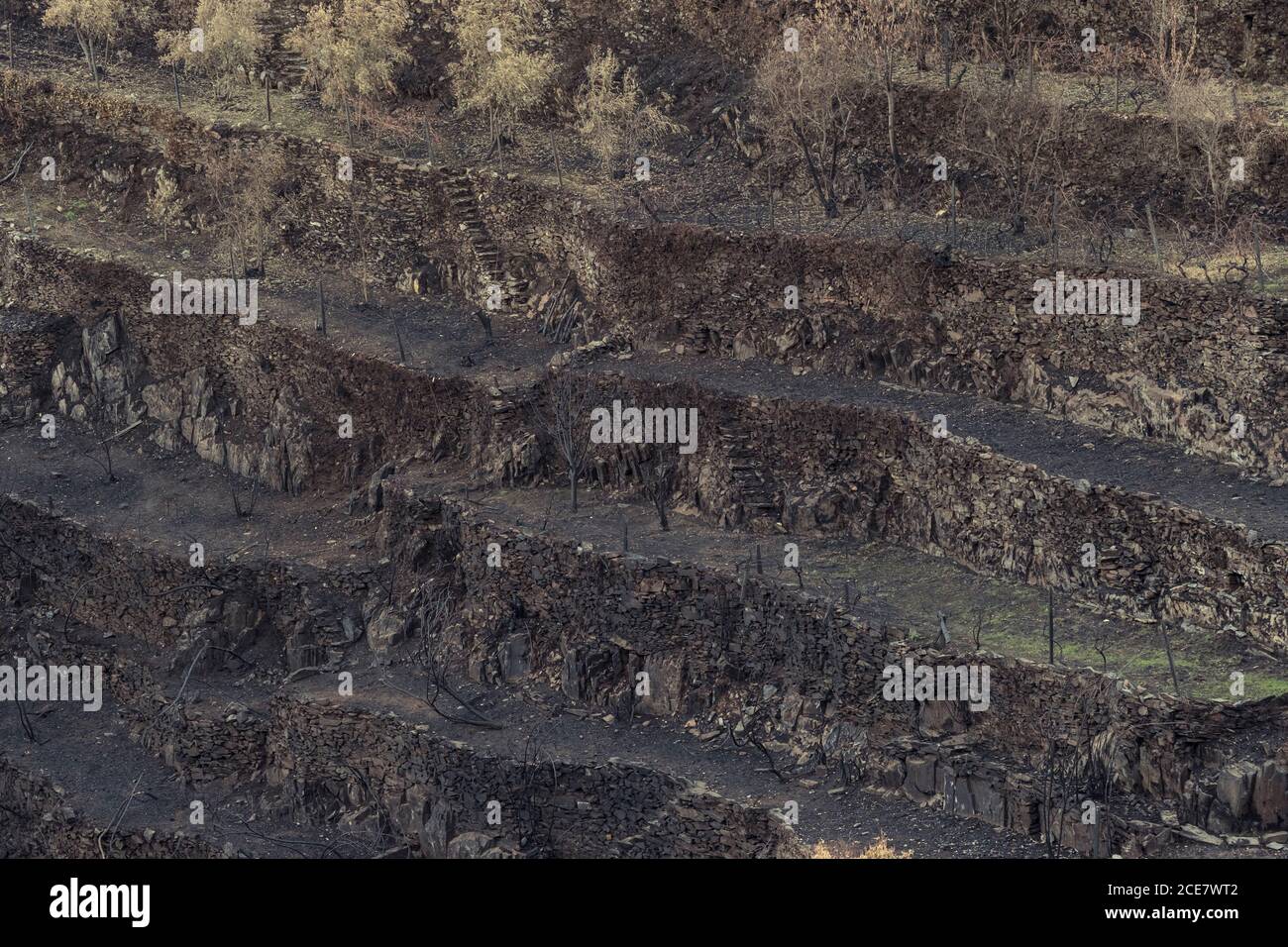 Drohnenansicht von leblosen Bäumen und getrocknetem Gras im Wald Nach einem zerstörerischen Brand Stockfoto