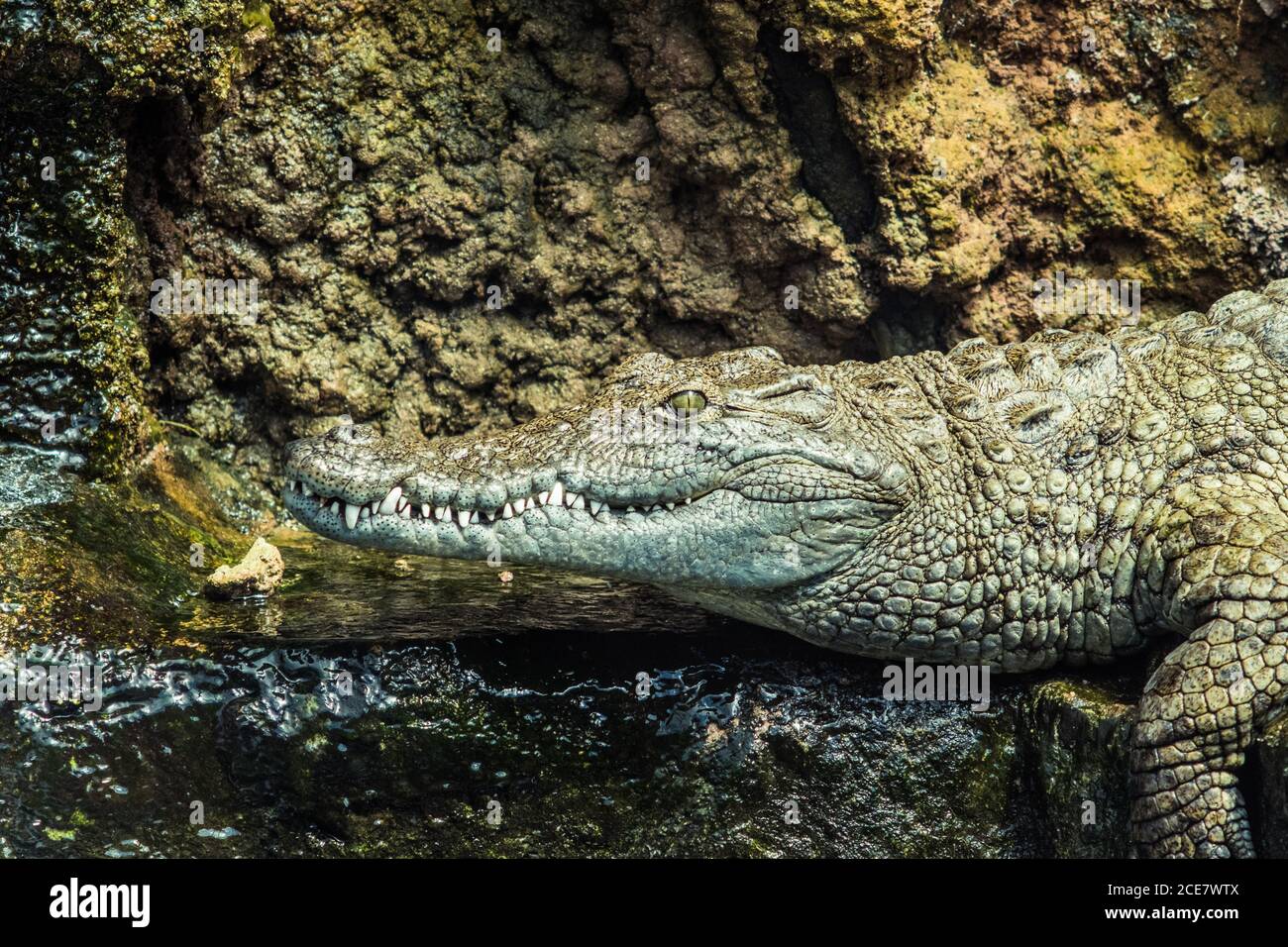 Kopf des großen ruhigen kaltblütigen Krokodils mit offenen Augen Und spitze Zähne, die beim Sitzen aus reinem Wasser gucken Im Aquarium Stockfoto