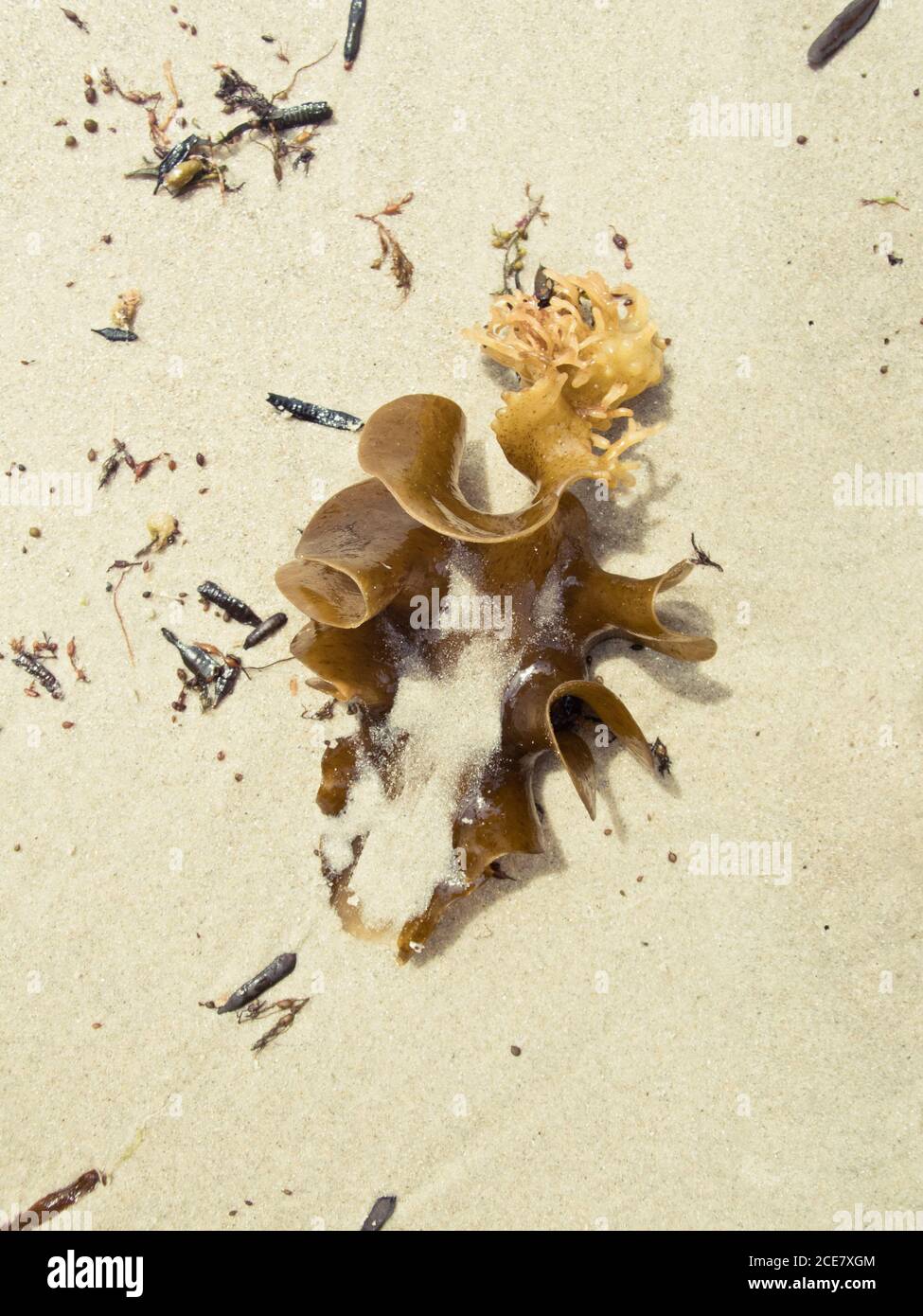 Draufsicht kleine braune Padina Pavonica Algen mit dünnen Blattpflanzen Fraute und lockige flache Blätter, die während der Sandküste platziert werden Sonniger Tag Stockfoto