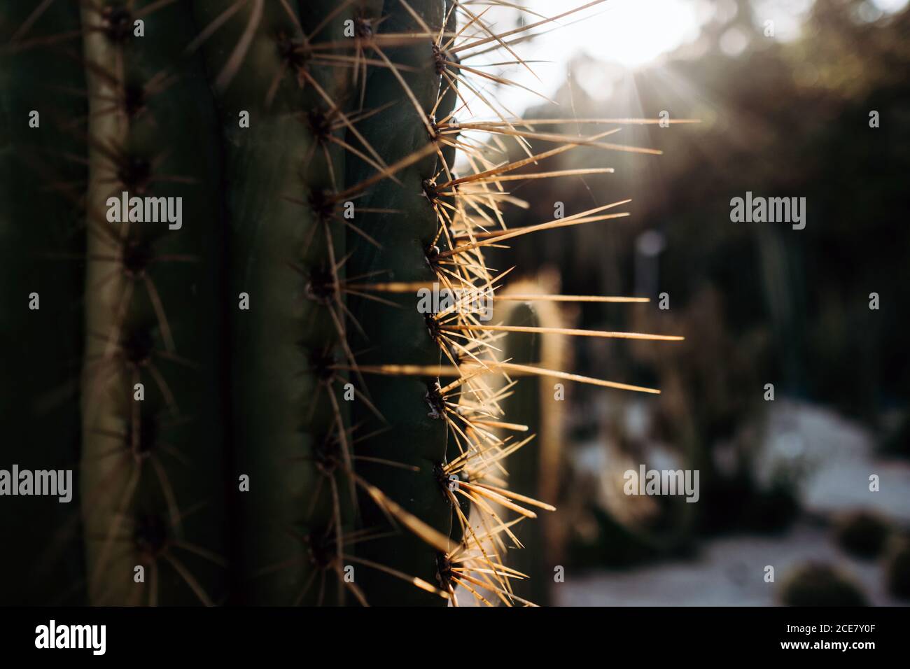 Nahaufnahme Wildkaktus mit langen Stacheln wächst auf verschwommenem Hintergrund der Landschaft an sonnigen Tag in Barcelona, Spanien Stockfoto