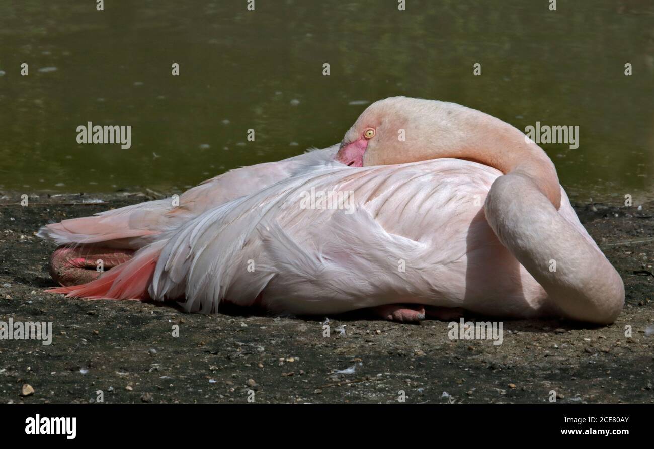 Rosaflamingo (Phoenicopterus Ruber) Stockfoto
