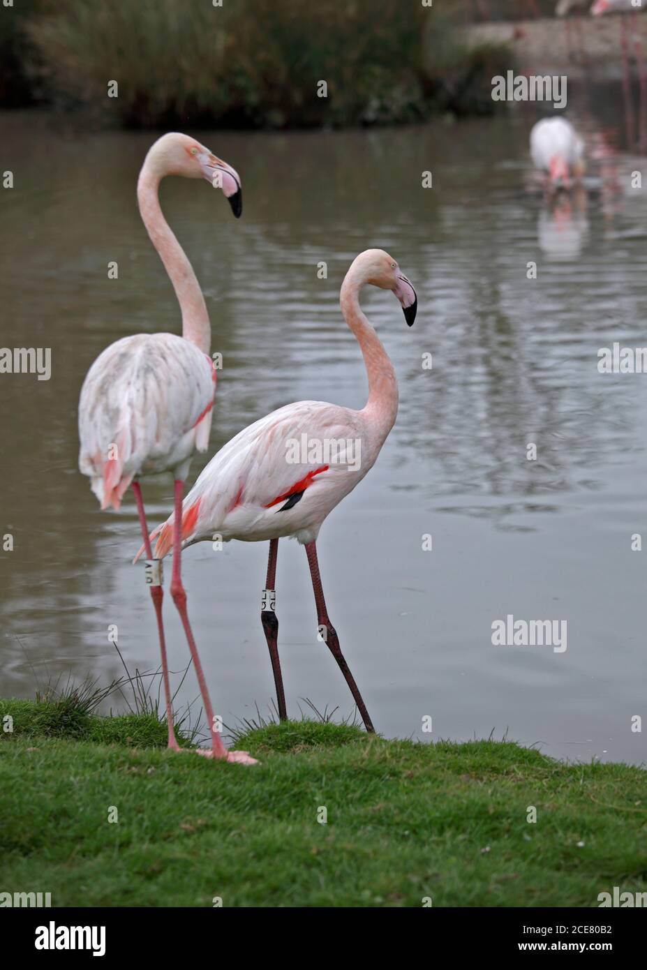 Paar große Flamingos (phoenicopterus roseus) Stockfoto