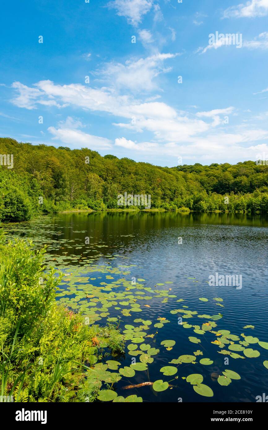 Der Schwarze See im Naturschutzgebiet Granitz auf Rügen, Mecklenburg-Vorpommern Stockfoto
