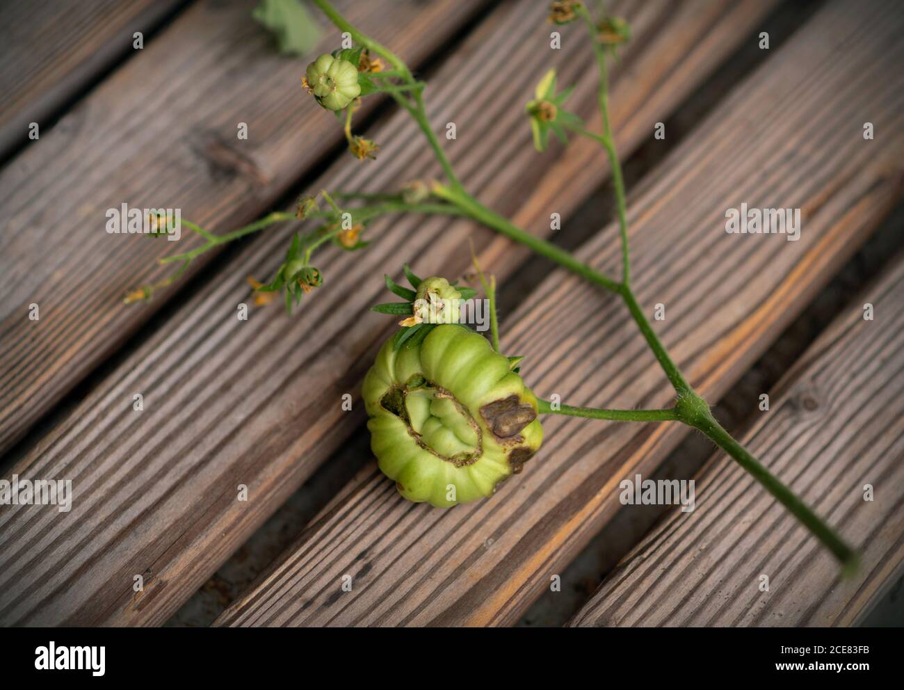 Beschädigte verfaulte grüne Tomate auf dem Bauernhof im Sommer. Verfaulte Tomaten auf Holzhintergrund Stockfoto