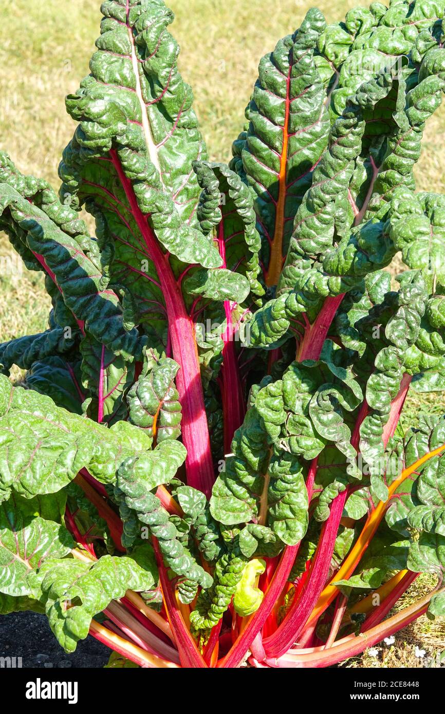 Schweizer Mangold Garten Schweizer Mangold 'Pink Passion' wächst im Gemüsegarten Stockfoto