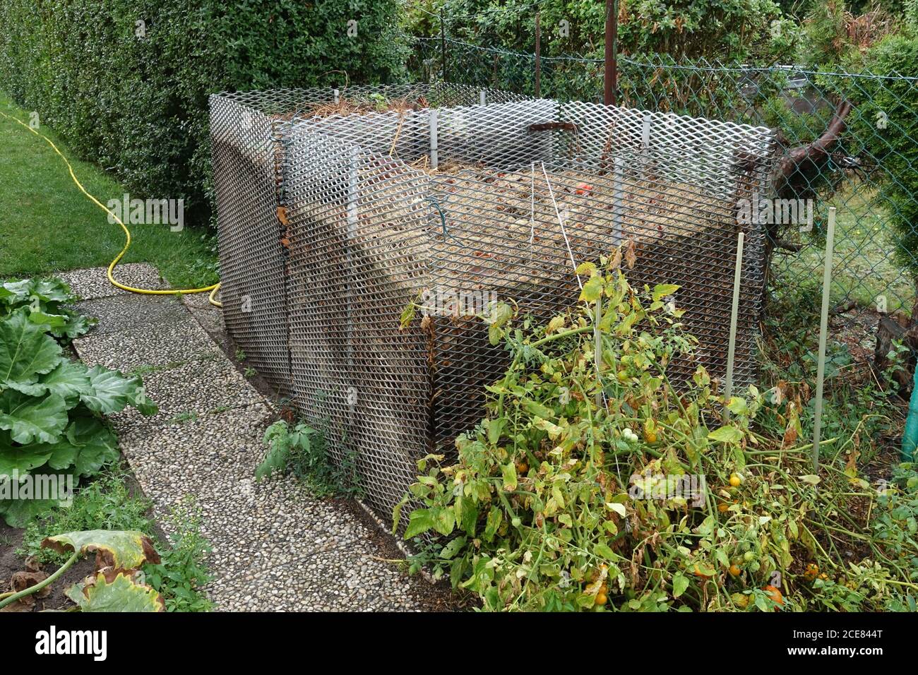 Blätter in Komposteimer in Zuteilung Garteneimer Draht mit gutem Luftzugang, trocknet der Kompost schneller und muss daher häufiger bewässert werden Stockfoto