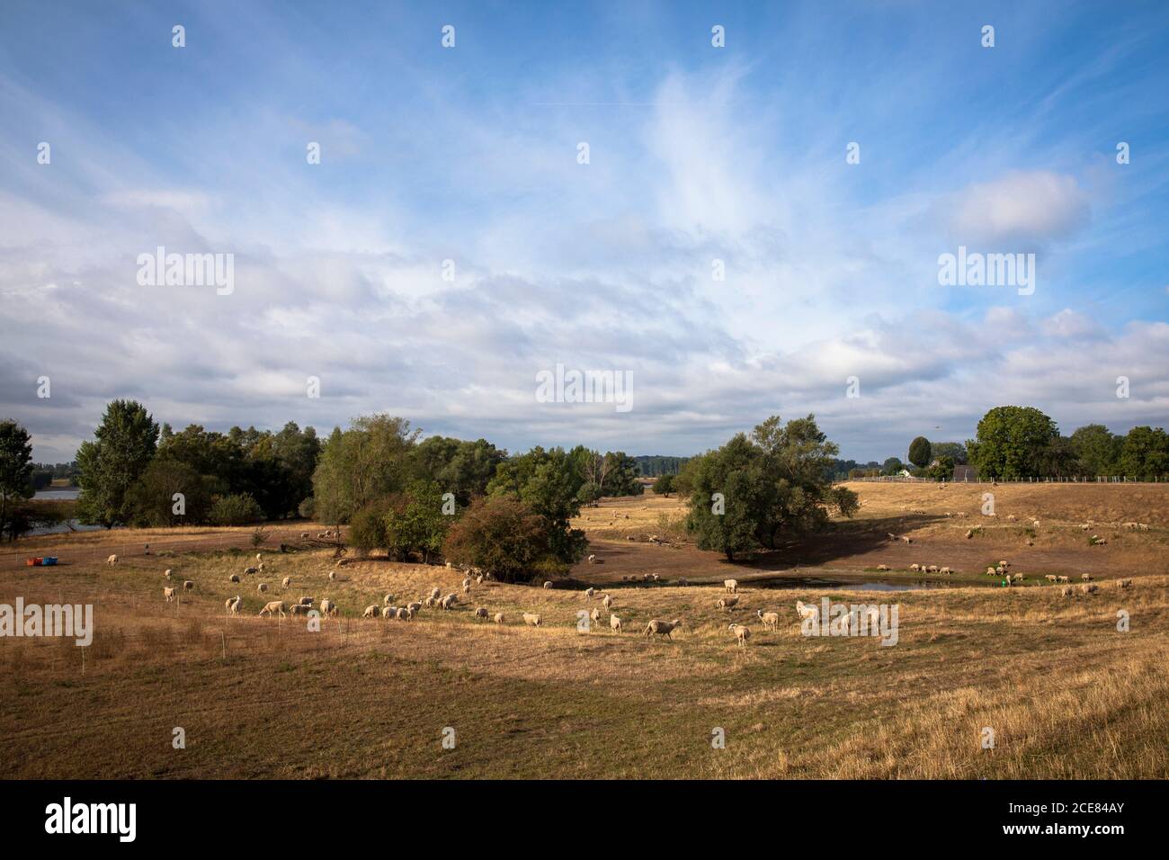 Schafe im Naturschutzgebiet Droste Woy und Westerheide in den Rheinwiesen zwischen den Weselbezirken Flueren und Bislich, Nordrhein-Westph Stockfoto