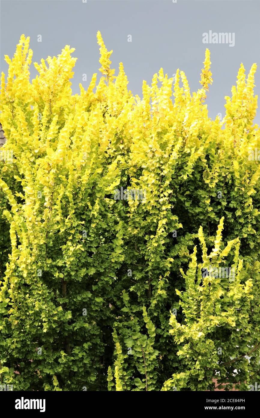 Goldene Ulme strahlt gegen einen dunklen Himmel Stockfoto