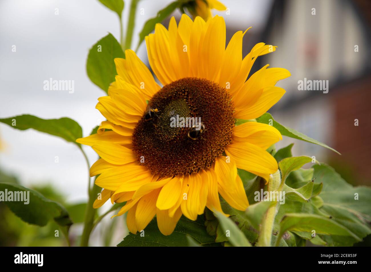 Zwei Hummeln auf dem Kopf einer Sonnenblume bestäuben Stockfoto