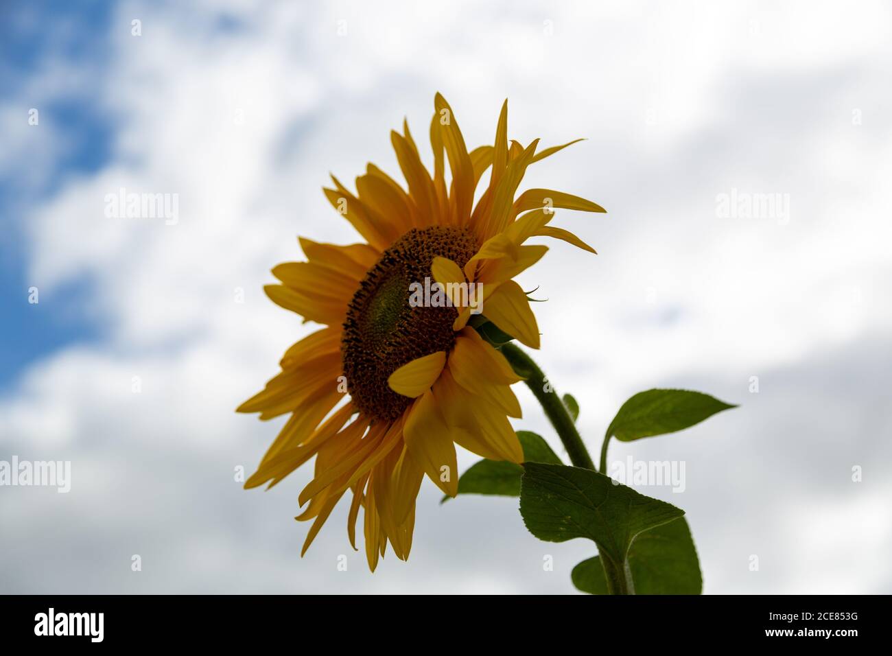 Ein Sonnenblumenkopf mit dem Himmel und weißen Wolken dahinter IT Stockfoto