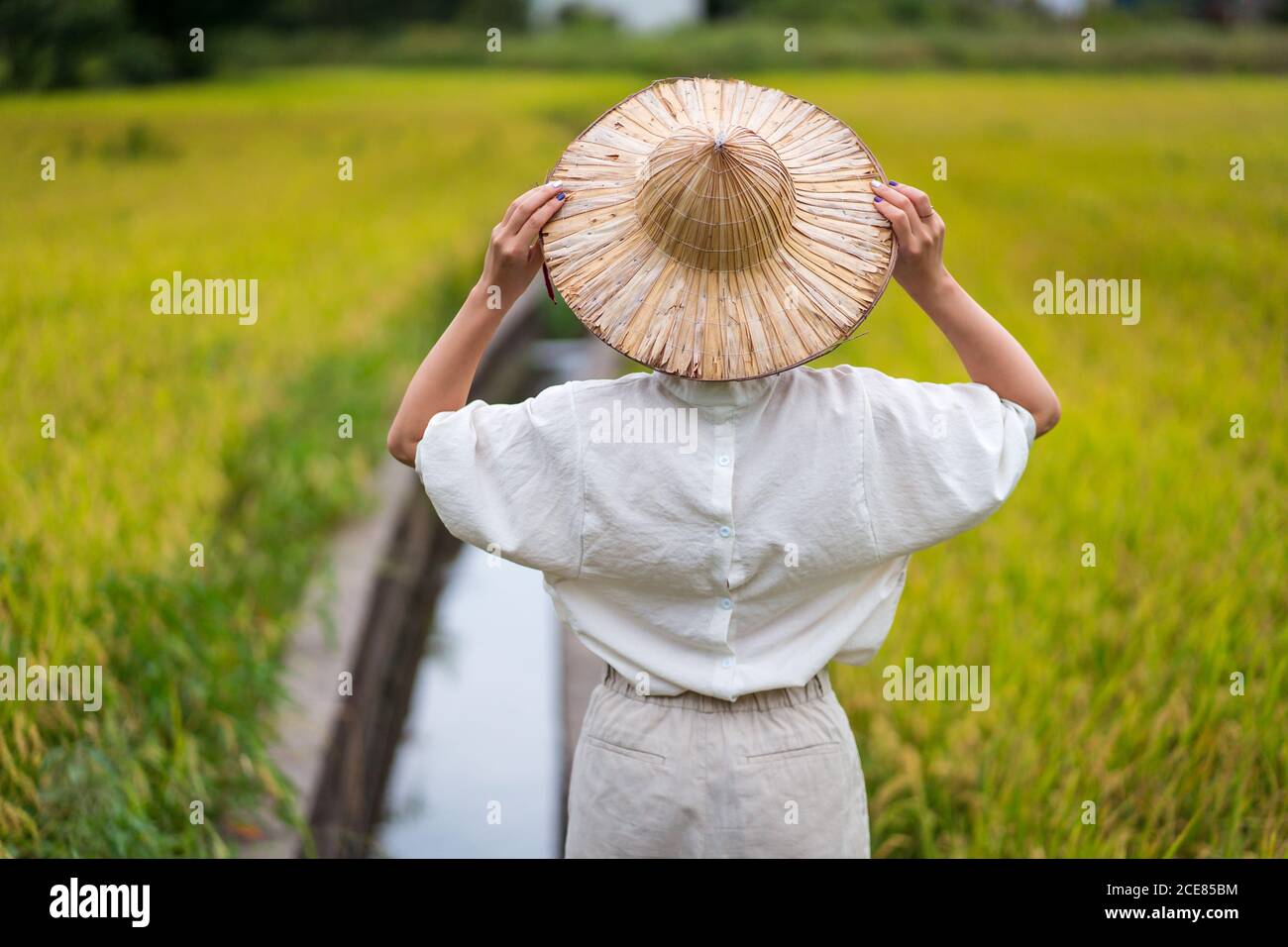 Rückansicht des nicht erkennbaren Weibchens im Kegelhut, das Reis betrachtete Feld auf dem Land im Sommer Stockfoto