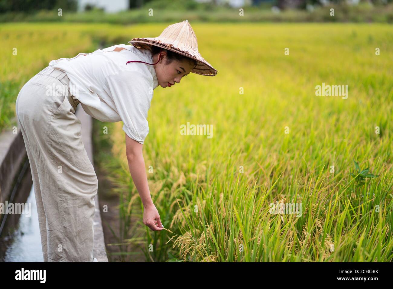 Seitenansicht des asiatischen Weibchens im Kegelhut, der Reis kultiviert Feld auf dem Land im Sommer Stockfoto