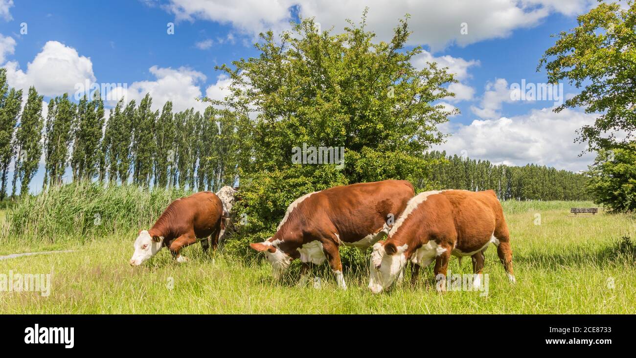 Panorama der braunen Kühe in Kardinge bei Groningen, Holland Stockfoto