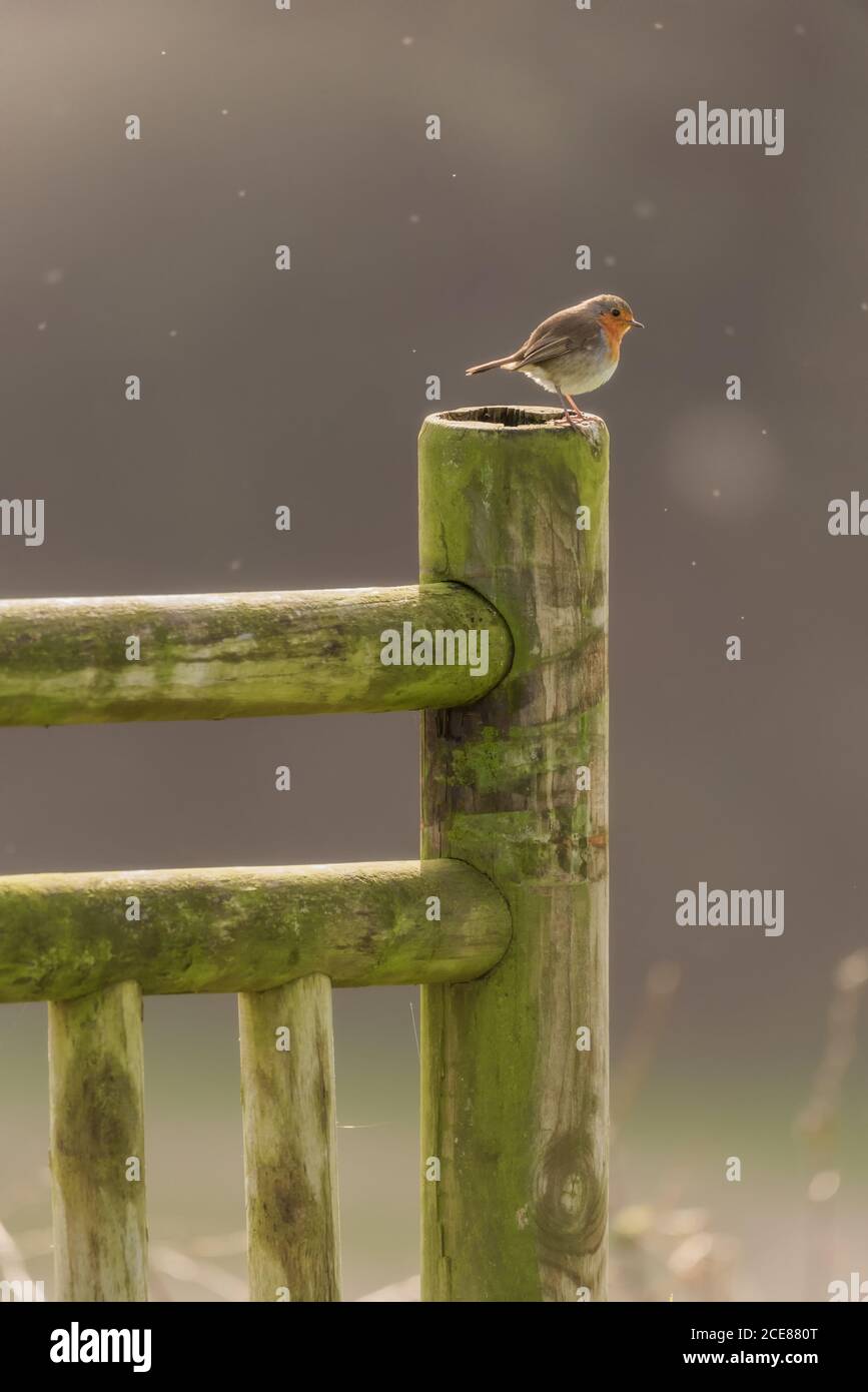 Kleiner europäischer Rotkehlchen oder Erithacus rubecula auch als Rotkehlchen bekannt Rotbrustvogel sitzt auf Holzzaun vor verschwommenem Naturhintergrund Stockfoto
