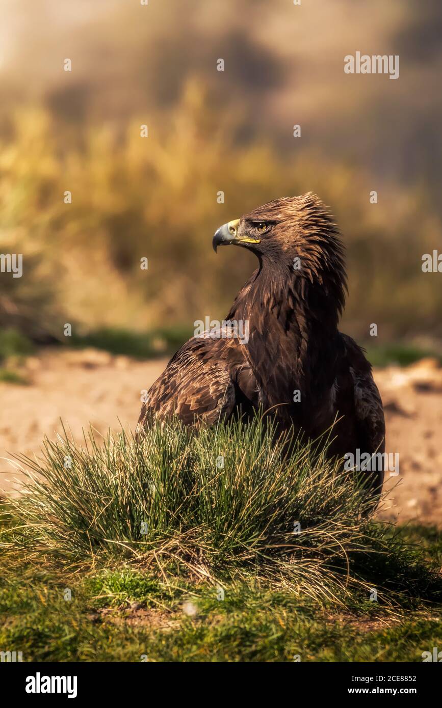 Rotschwanzfalke oder Buteo jamaicensis Greifvogel, der unscharf steht Hintergrund in der Natur Stockfoto