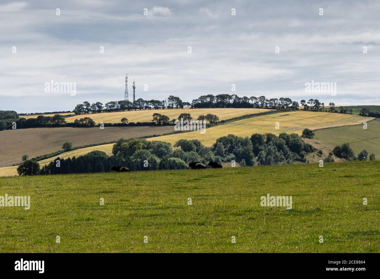Schafe und Rinder weiden auf Weiden auf dem Eggardon In der hügeligen Landschaft der englischen Dorset Downs Stockfoto