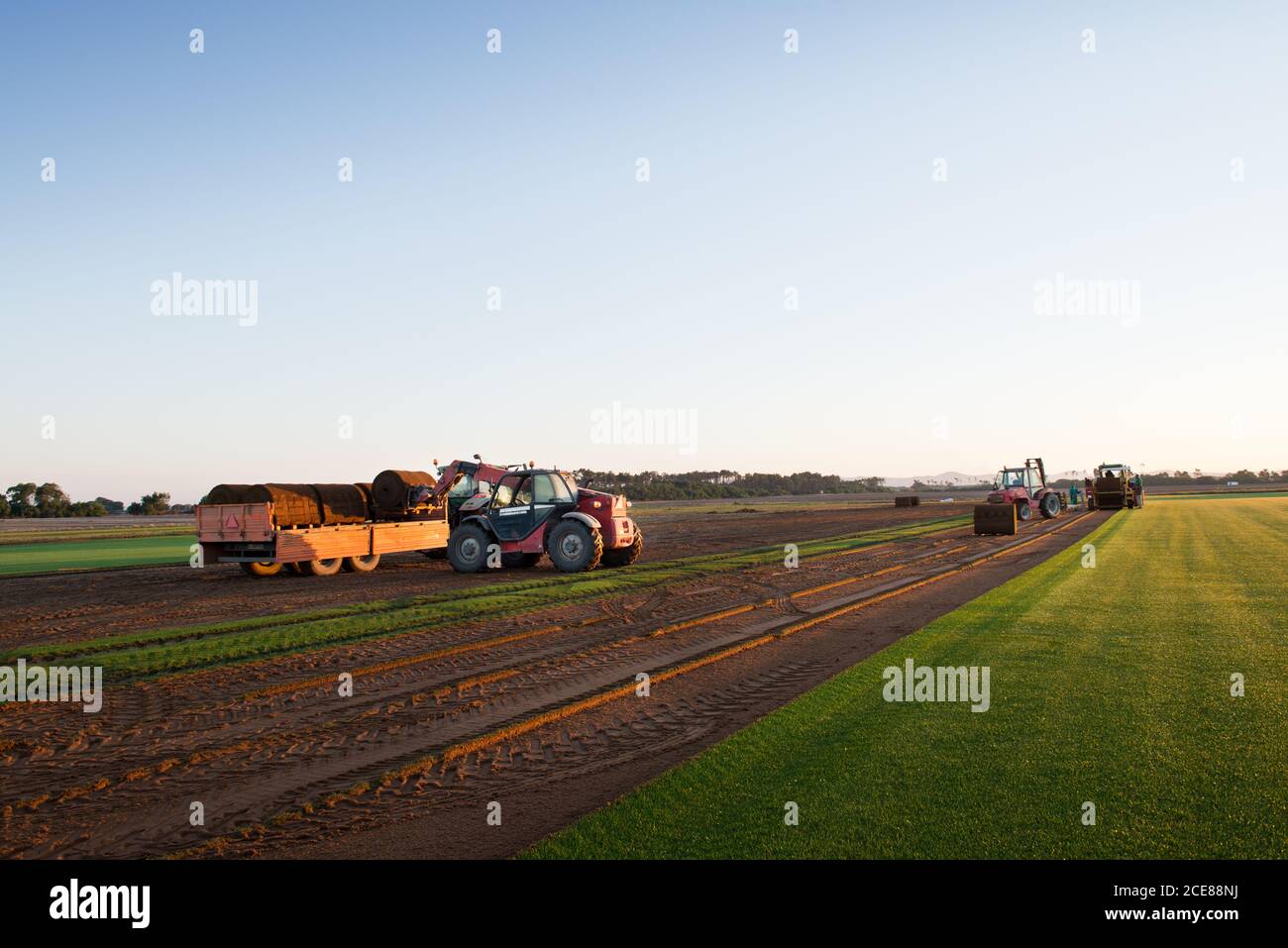 Gruppe von Menschen fahren Industriefahrzeug und Verlegen Rasen Rolle Bei Sonnenuntergang am Boden Stockfoto