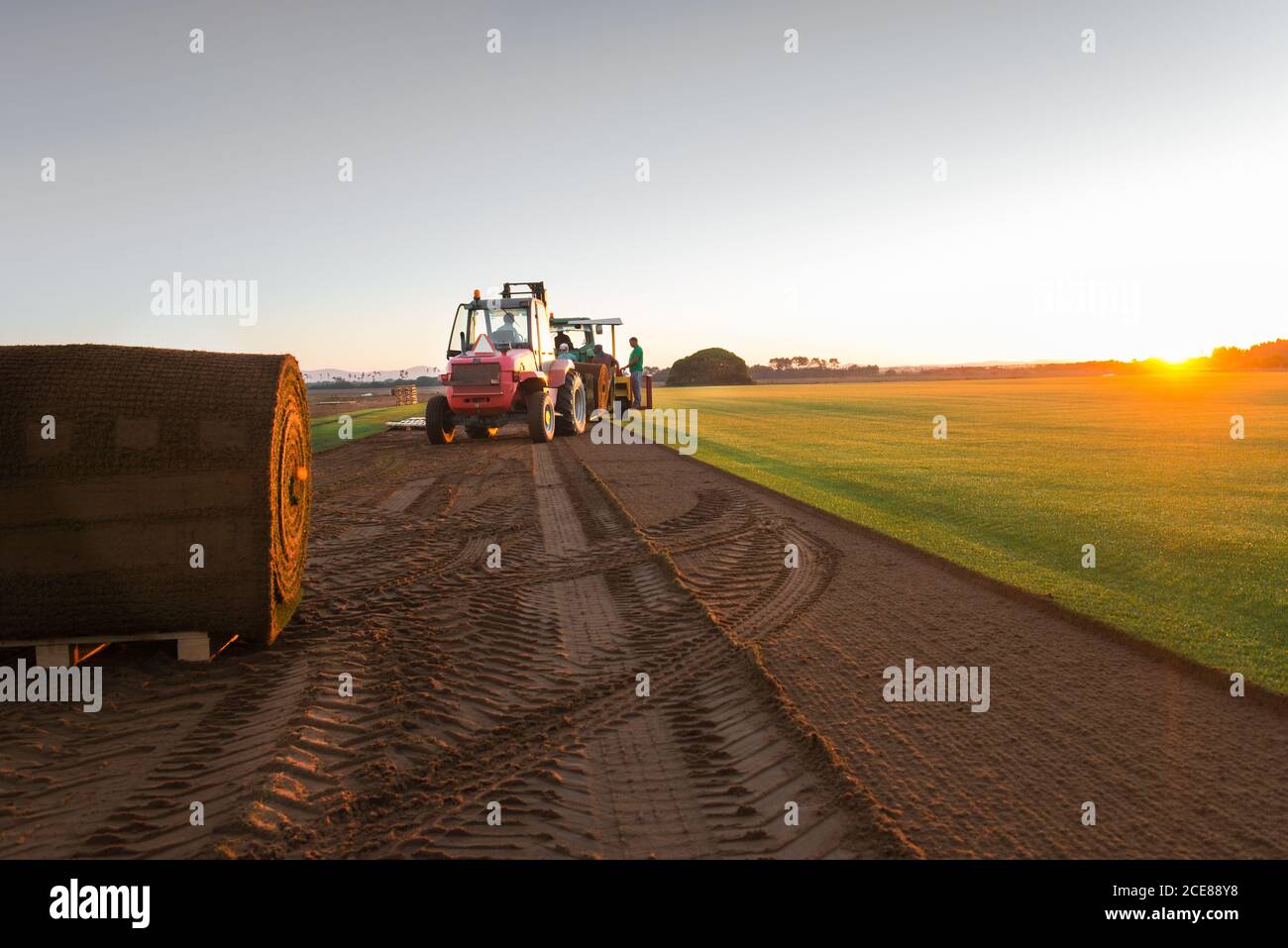 Gruppe von Menschen fahren Industriefahrzeug und Verlegen Rasen Rolle Bei Sonnenuntergang am Boden Stockfoto