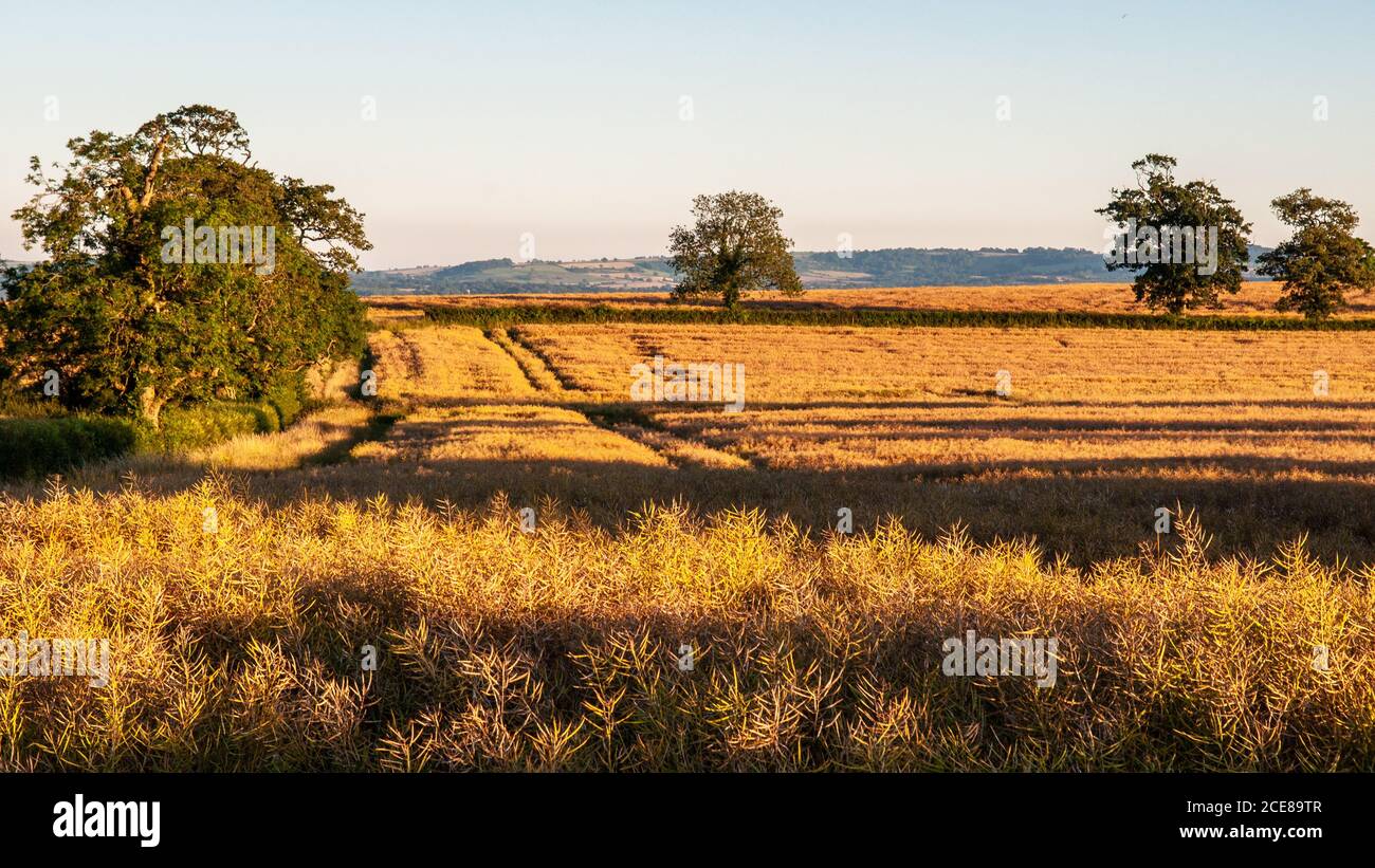 Feldfrüchte und Weiden füllen Felder im landwirtschaftlichen Blackmore Vale Bezirk Dorset. Stockfoto