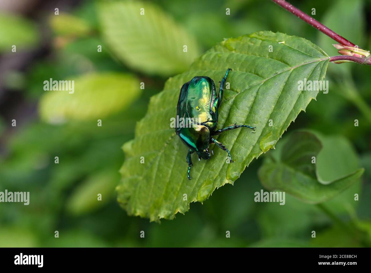 Makroaufnahme von Cetonia aurata auf einem grünen Blatt Stockfoto