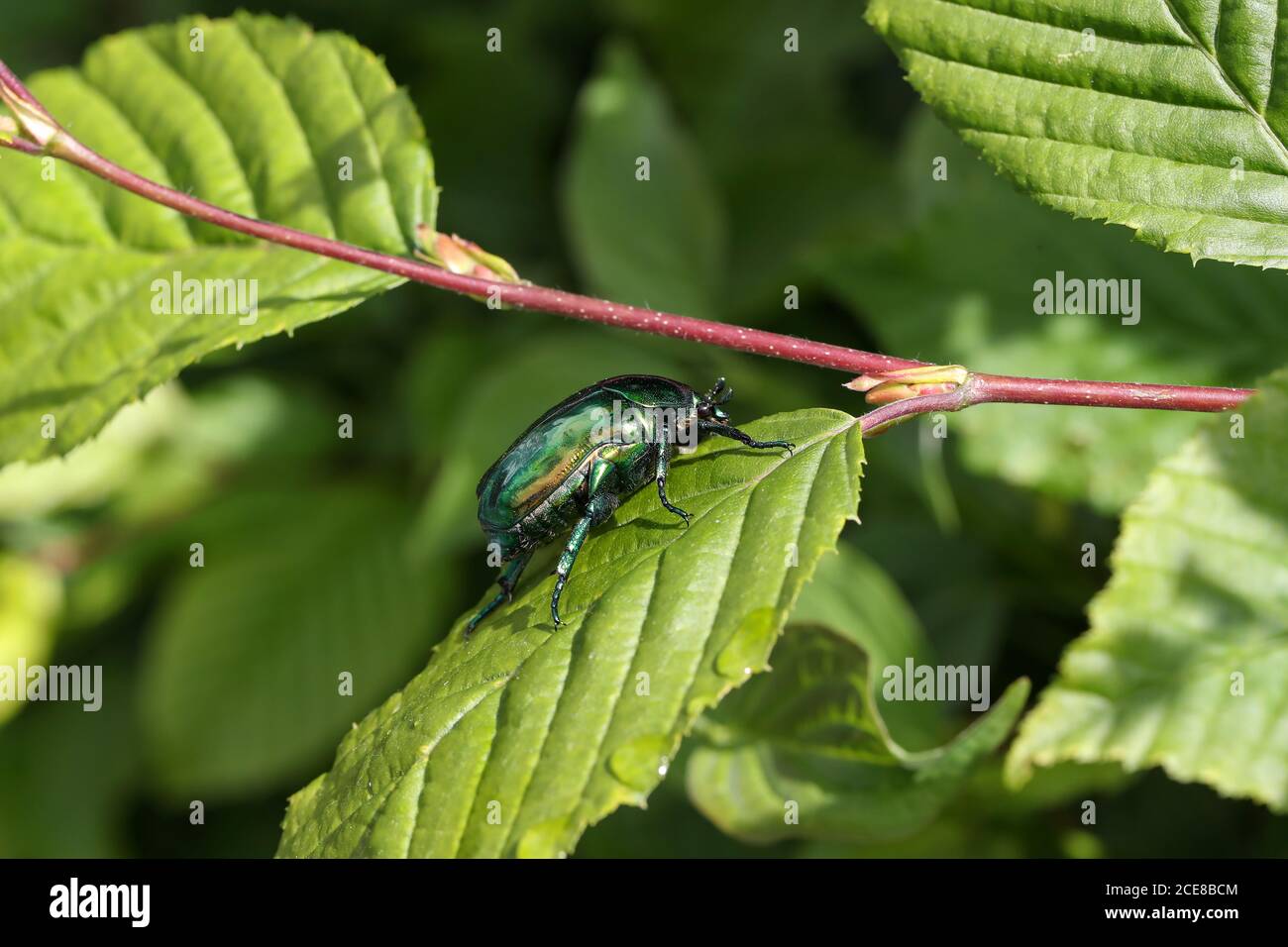 Makroaufnahme von Cetonia aurata auf einem grünen Blatt Stockfoto