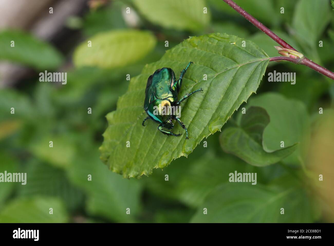 Makroaufnahme von Cetonia aurata auf einem grünen Blatt Stockfoto