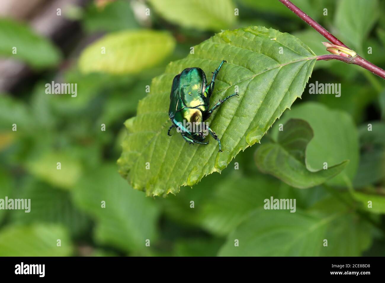 Makroaufnahme von Cetonia aurata auf einem grünen Blatt Stockfoto