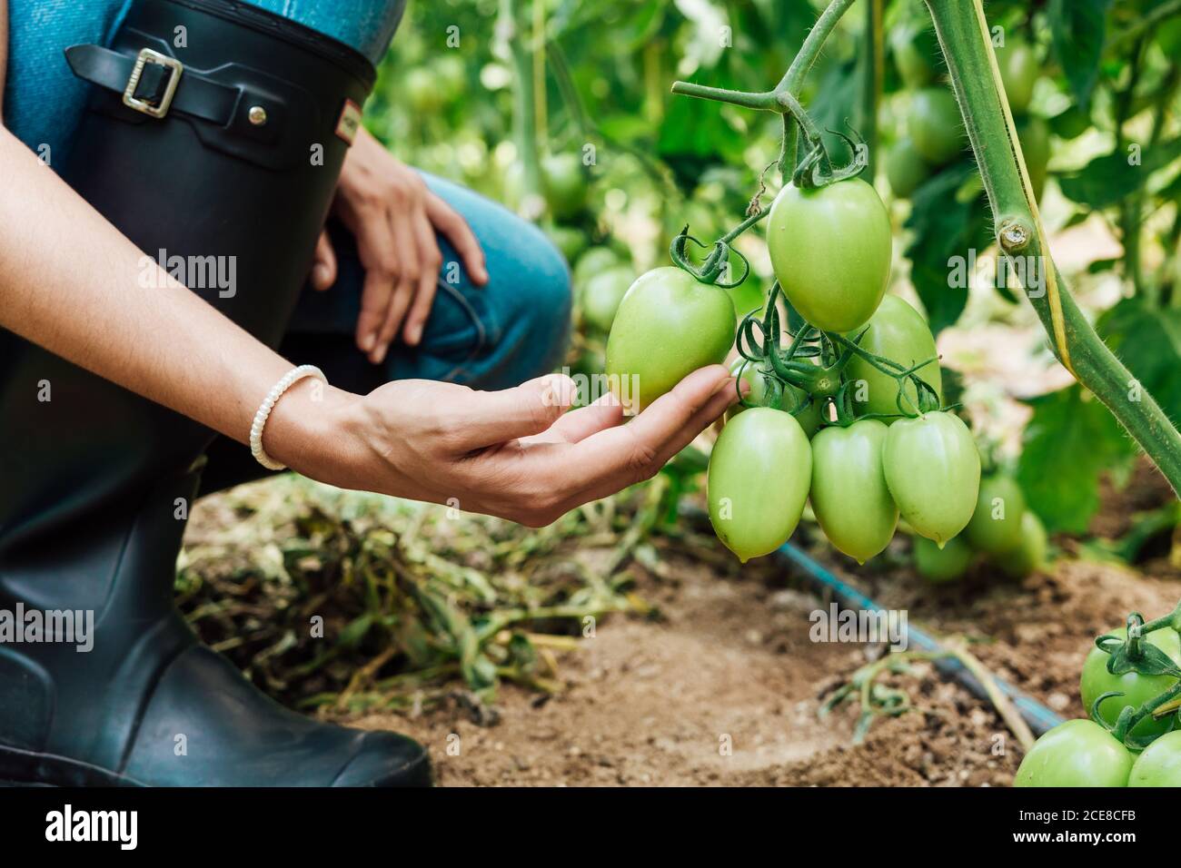 Seitenansicht einer jungen nachdenklichen Gärtnerin in Denim-Overalls Rührt Bund mit unreifen Tomaten, während hocken in der Nähe helle Tomate Baum im Gewächshaus Stockfoto